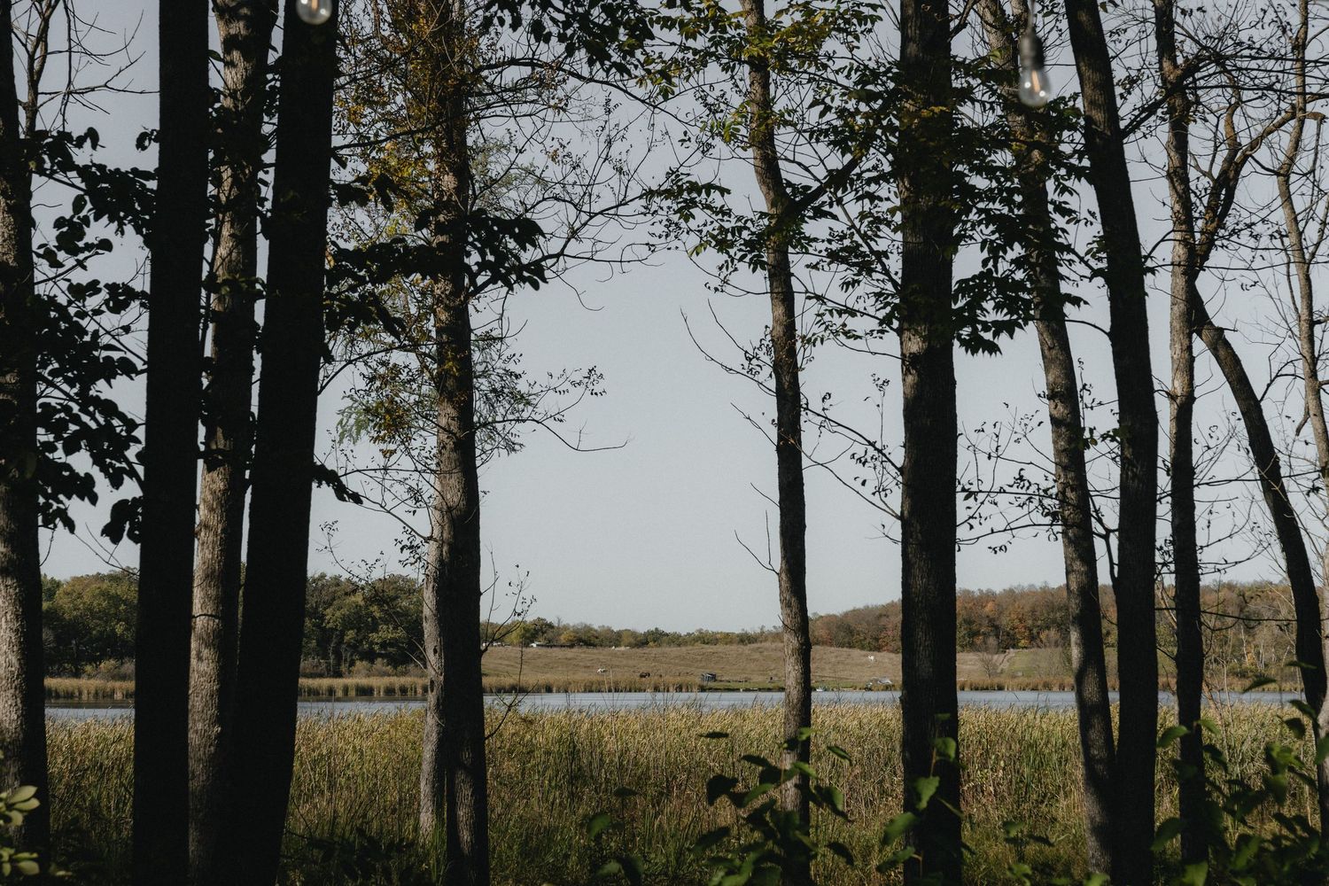 A serene landscape view through a line of tall trees overlooking a marsh at dusk.