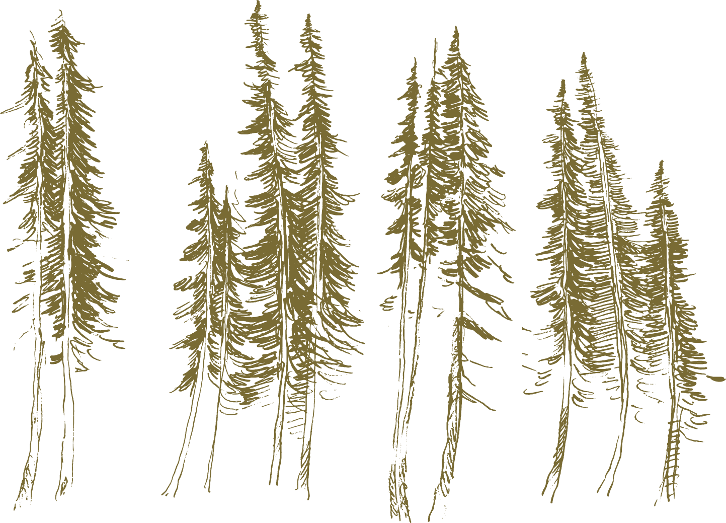 Minimalist illustration of tall pine trees in golden color.