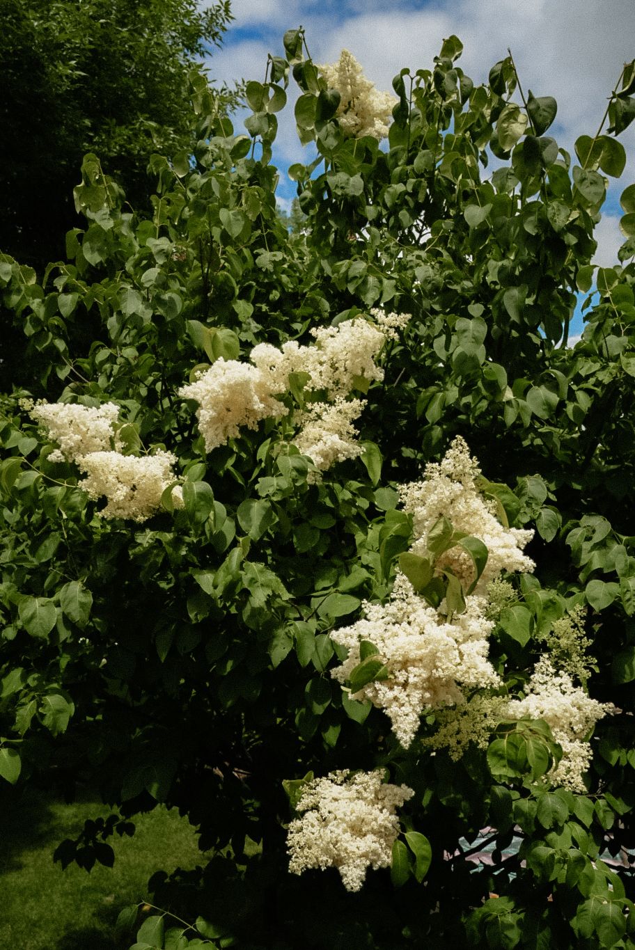 White lilac blooms cluster among lush green heart-shaped leaves on a flowering shrub under a partly cloudy sky.