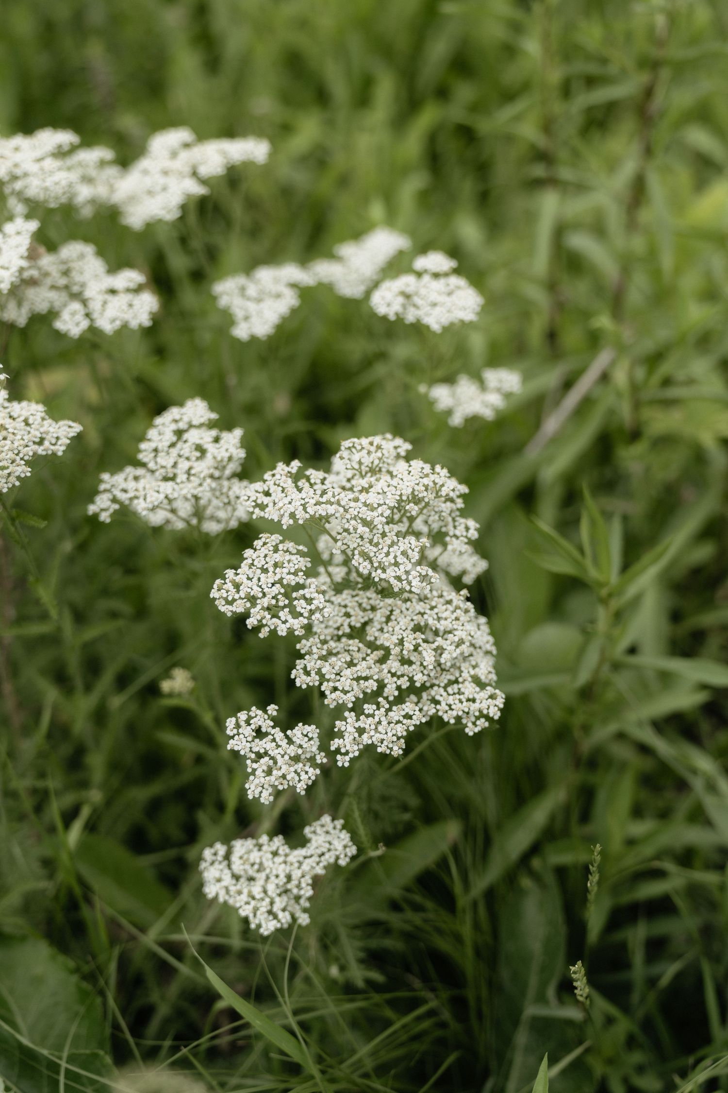 White wildflowers with delicate clusters bloom among lush green foliage in a natural meadow setting.