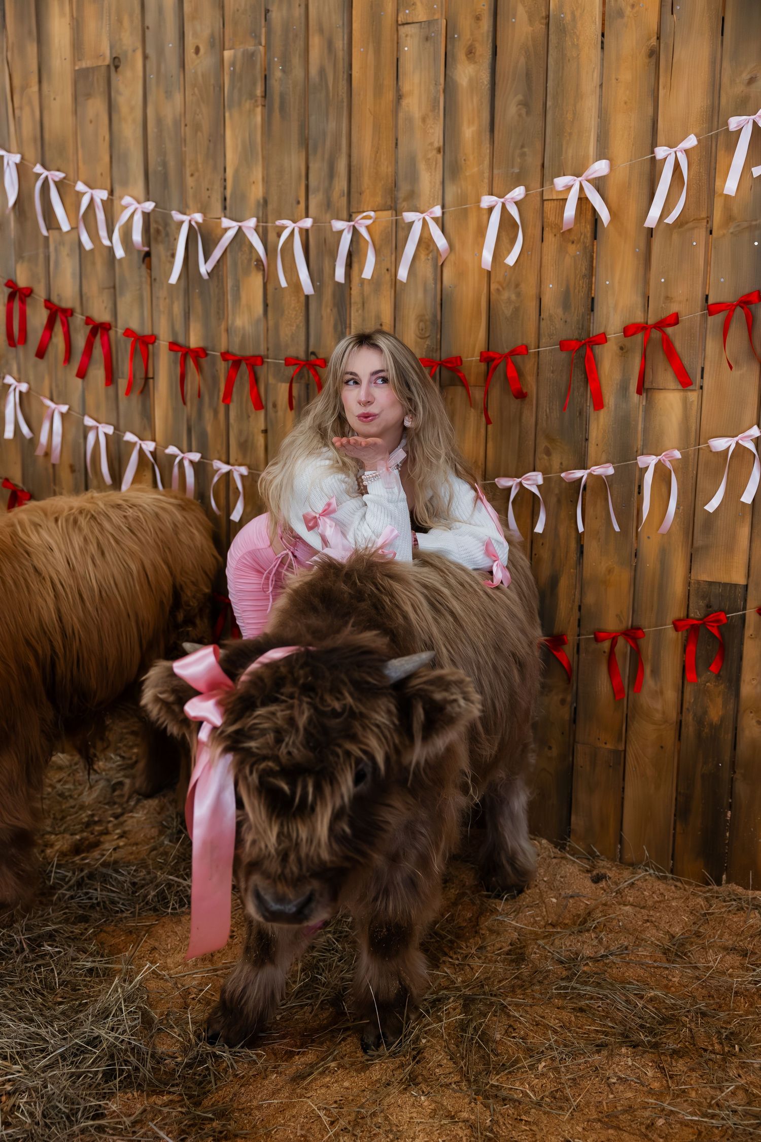 A series of four photos showing a brown highland cow with pink ribbons under white and red decorative banners.