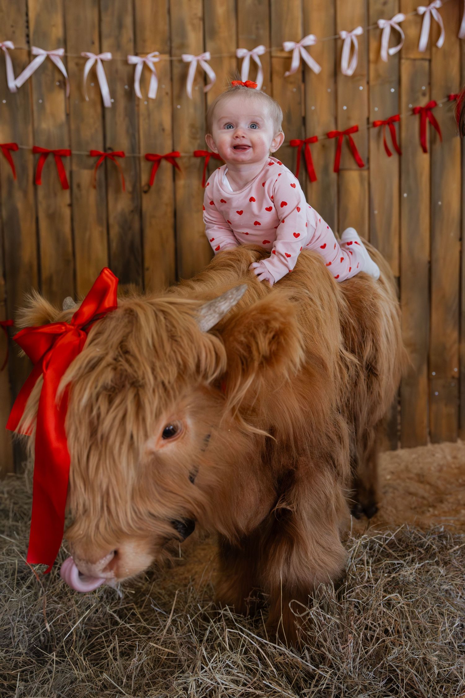 A series of four photos showing a baby in pink sitting next to a fluffy brown Highland cow on hay bales.