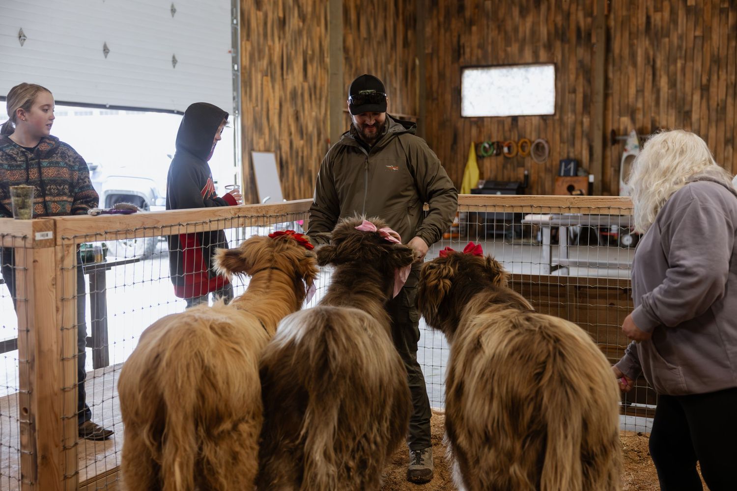 Rows of fluffy alpacas with thick wool coats stand in wooden stalls at an indoor farm or exhibition area.