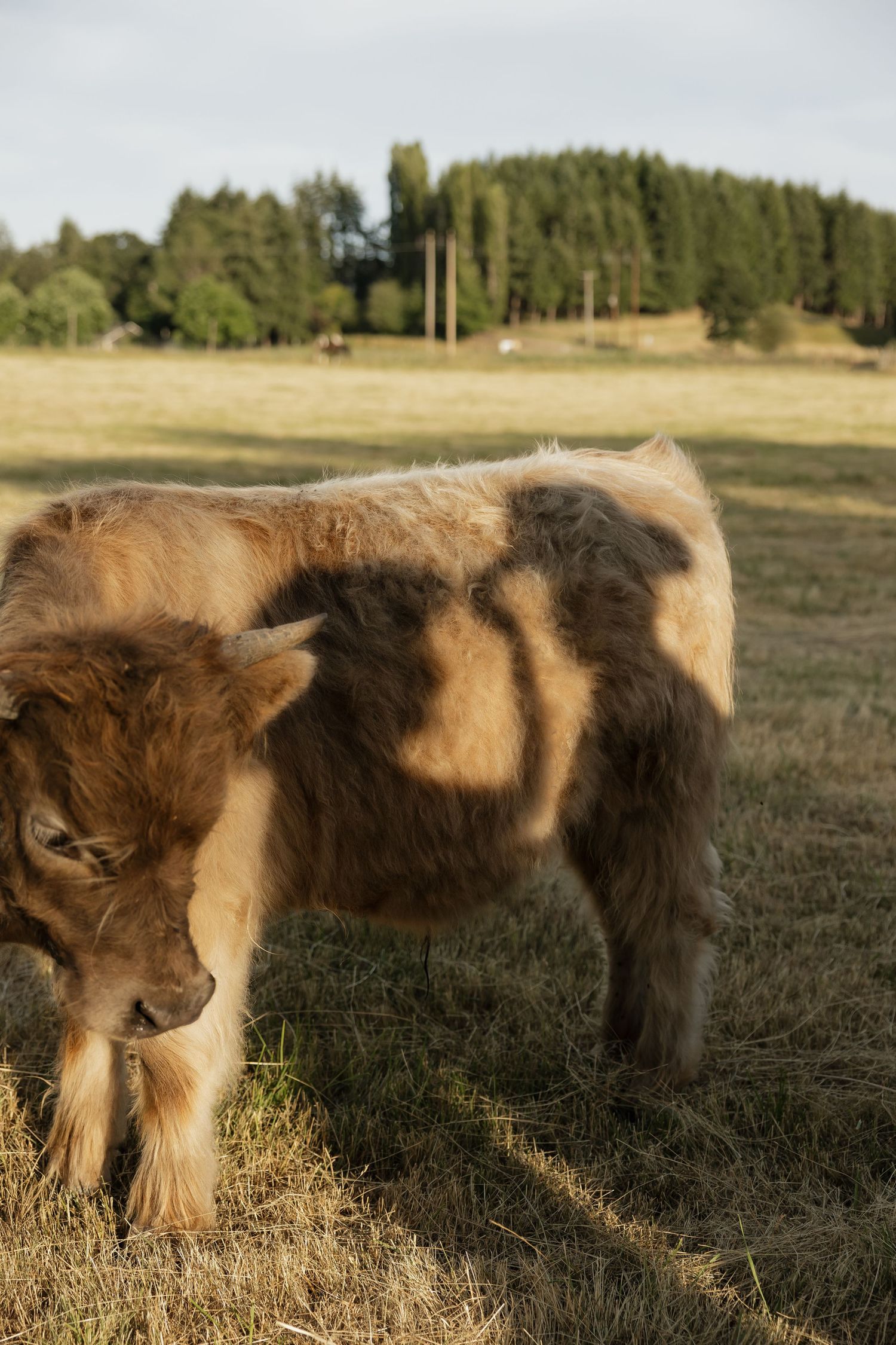 Fluffy Highland calf grazing on dry grass in a sunny field with green trees and rolling hills in the background.