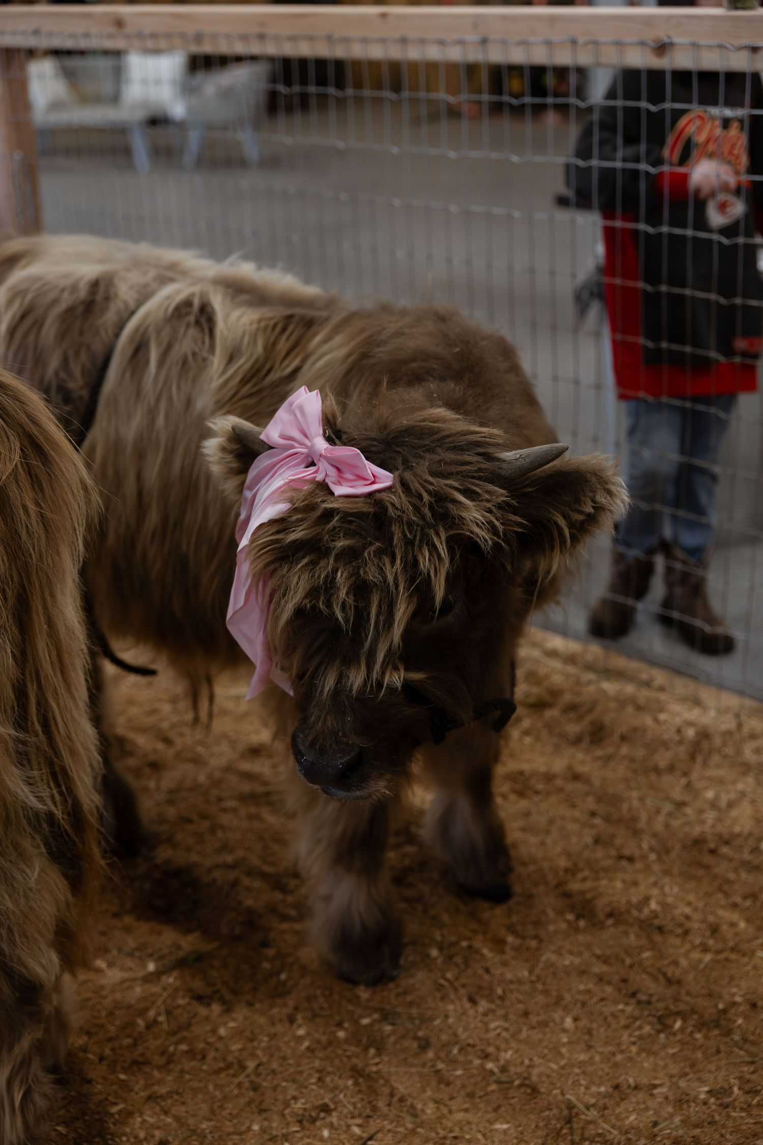 Fluffy brown Highland calf with a pink bow on its head standing in a hay-covered pen at a petting zoo.