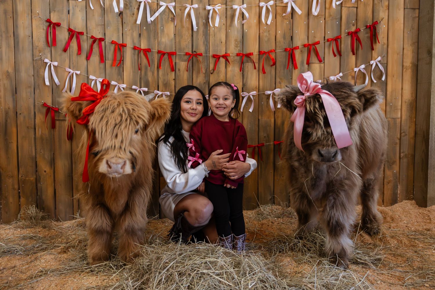 A rustic barn setting with Highland cows and festive banners decorated with red and white bunting for Valentine's Day.