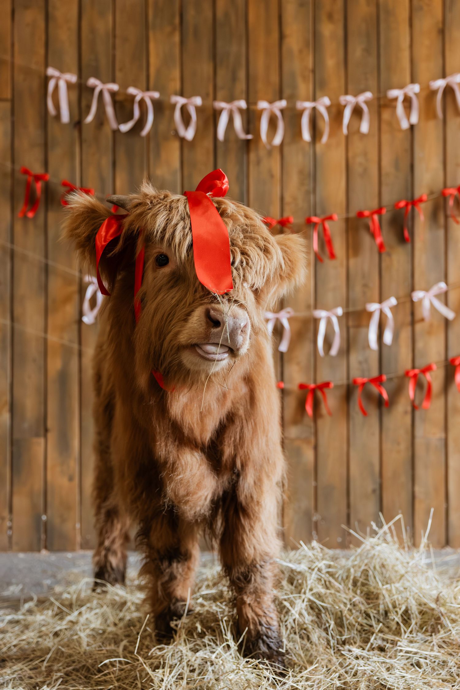 A fluffy Highland cow stands in hay with festive red and white ribbon decorations hanging on wooden wall behind it.