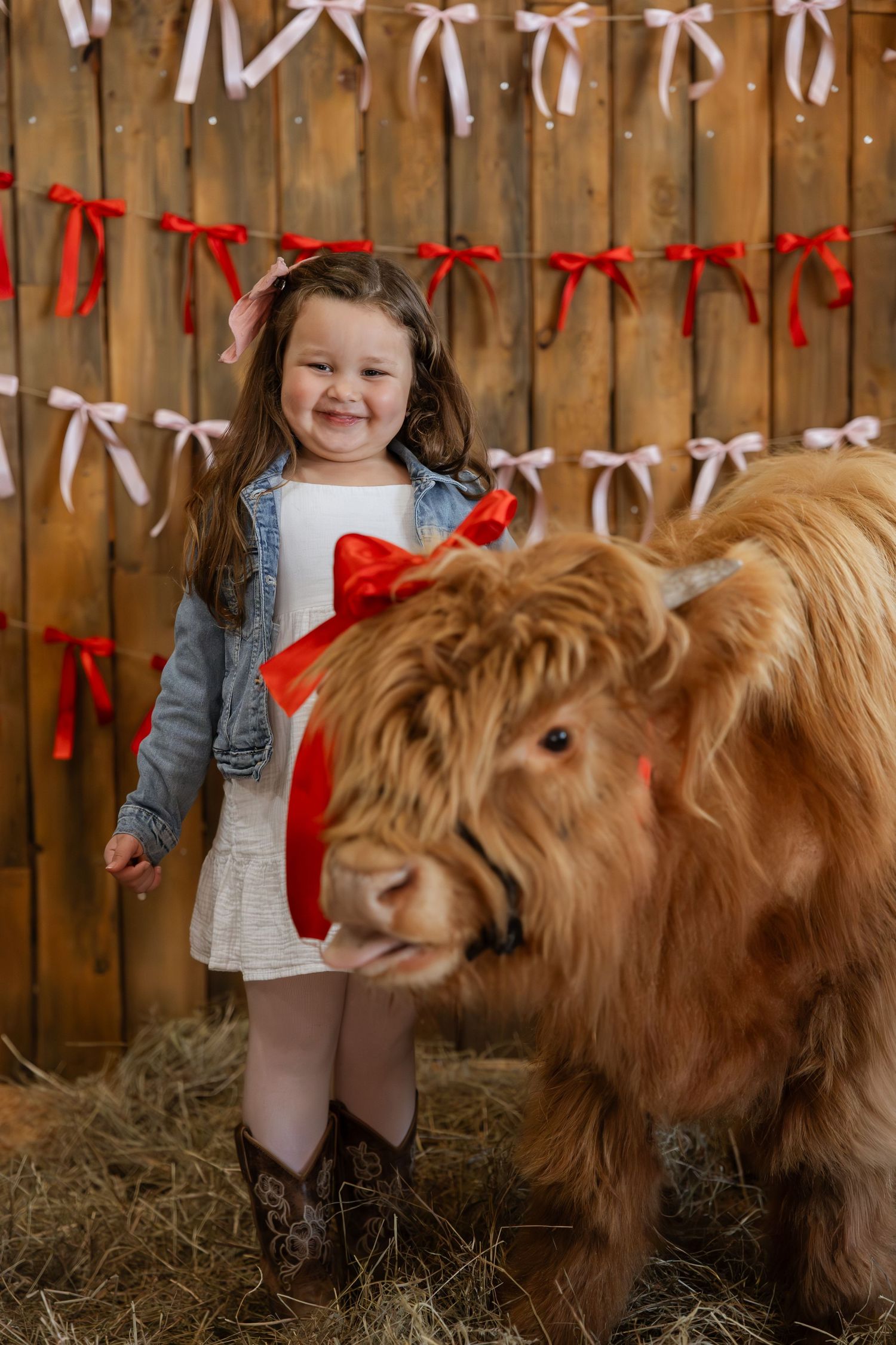 A young child in denim and boots stands next to a fluffy Highland cow against a wooden fence with red and pink ribbons.