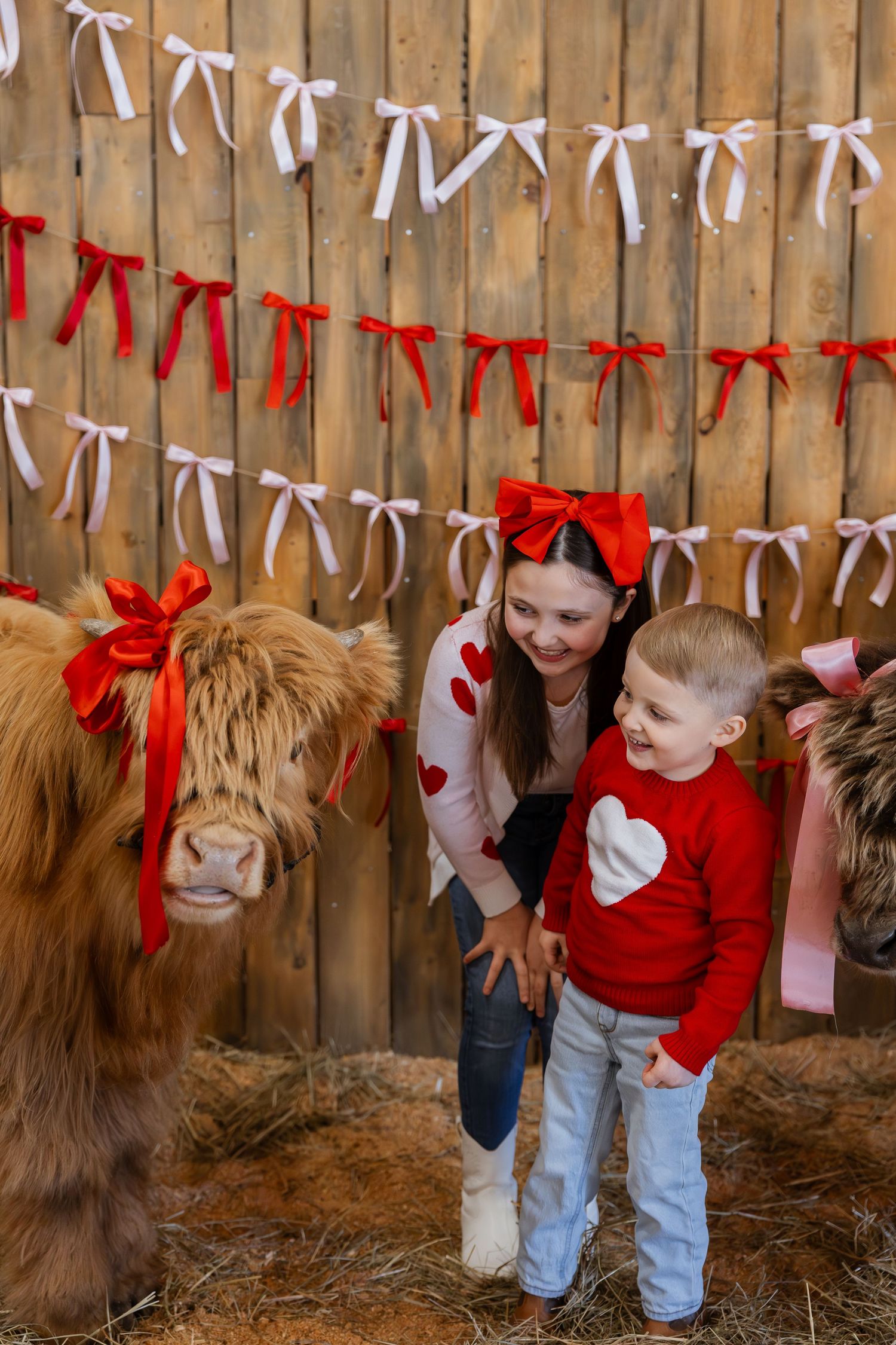A sequence of photos showing a child in red interacting with a Highland cow against a wooden fence with ribbon decor.