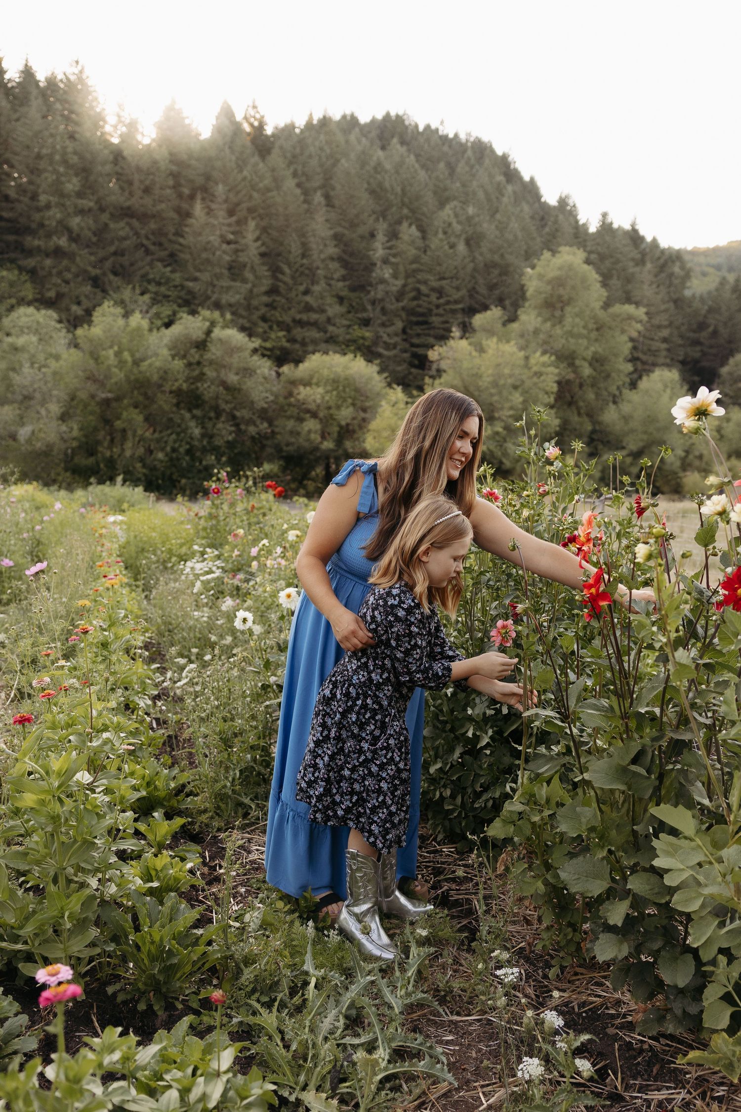 A person in a floral dress explores a lush dahlia garden with evergreen trees in the background on a sunny afternoon.