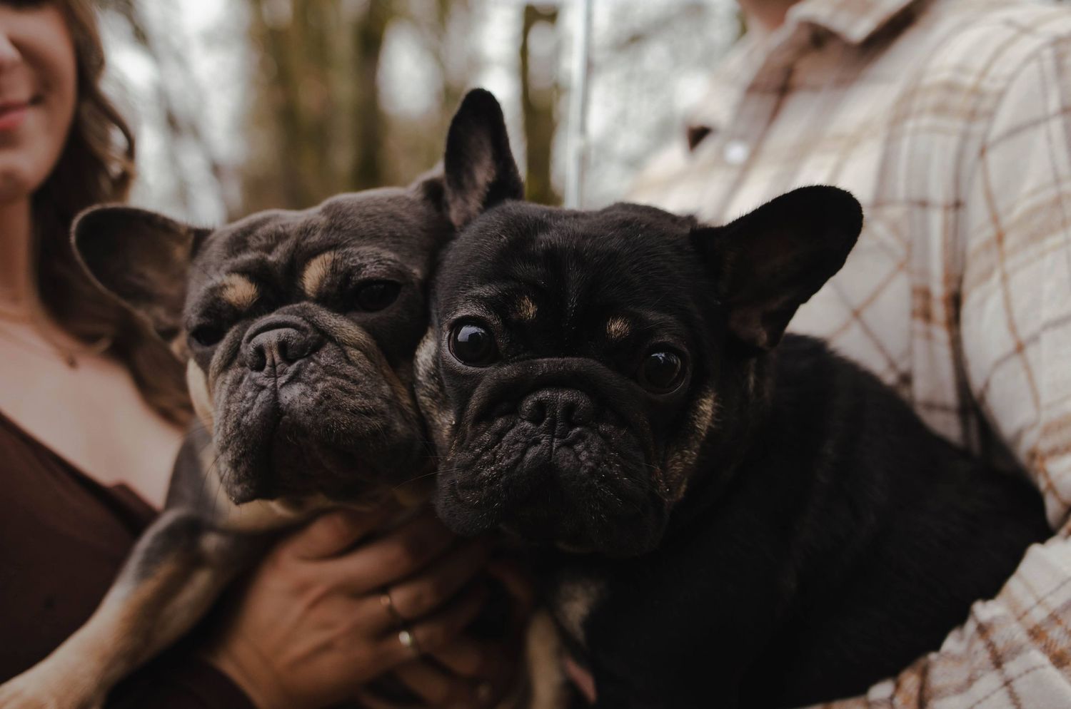Close-up portraits of black French Bulldogs looking at camera.