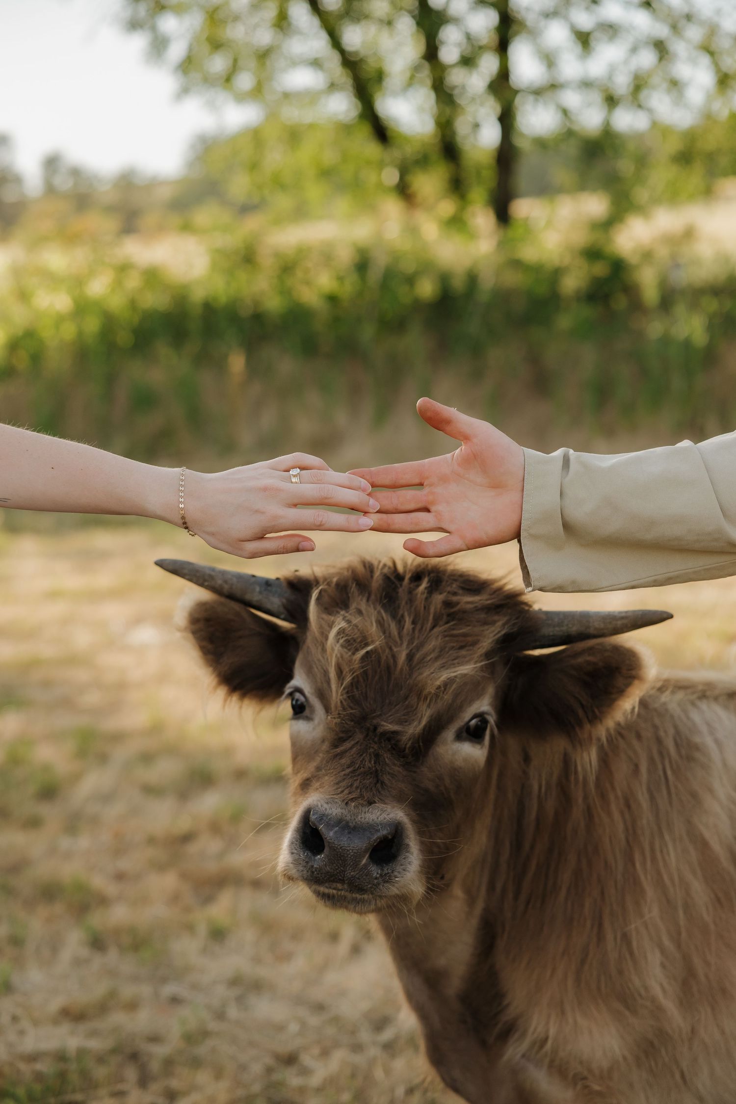 Two hands gently petting a young brown calf with small horns in a green outdoor field setting.
