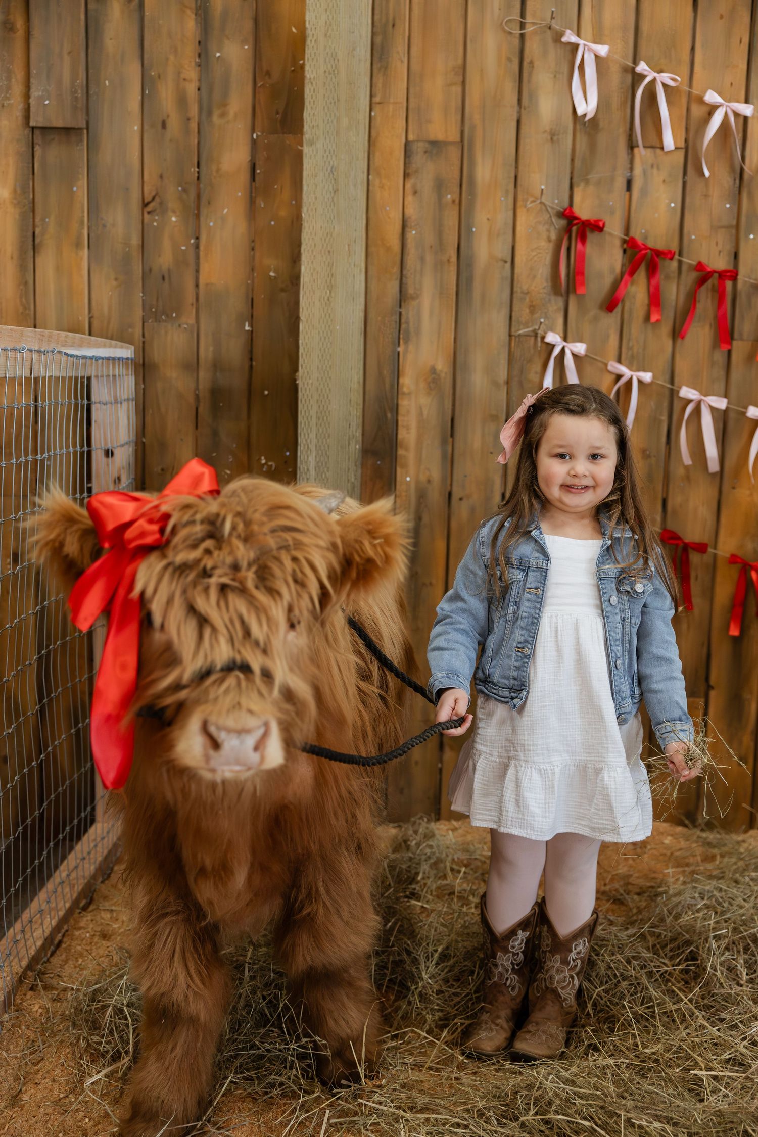 Highland cow with red bow stands next to young child in denim jacket and dress on hay-covered barn floor.