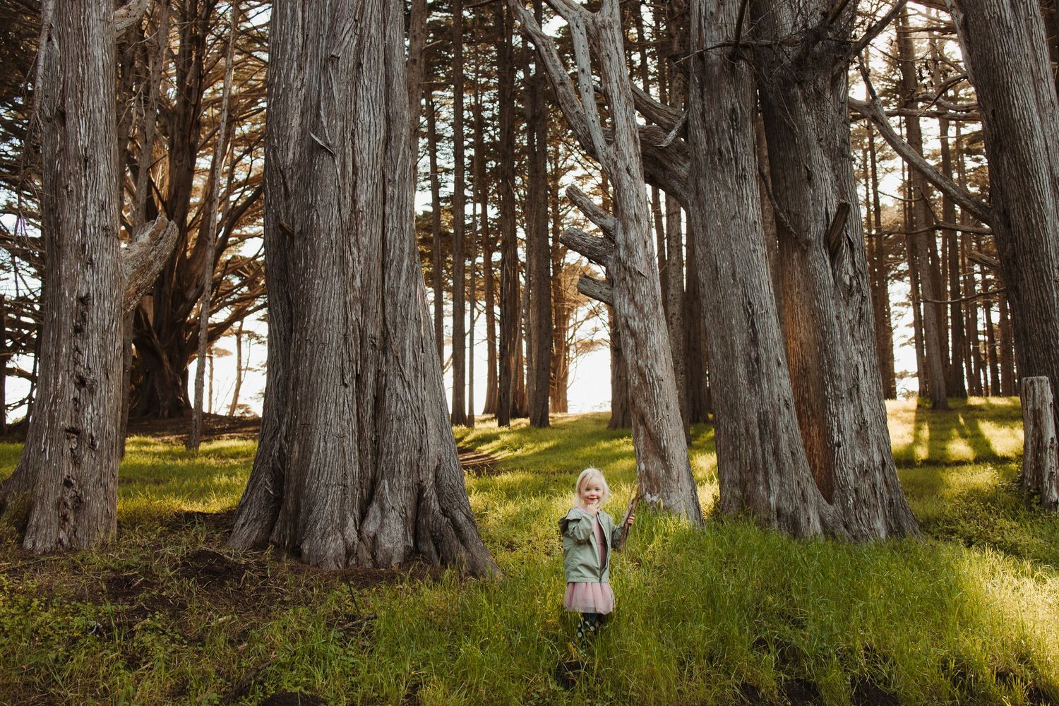 Child standing among massive ancient cypress trees in a lush green forest clearing, dwarfed by towering trunks.