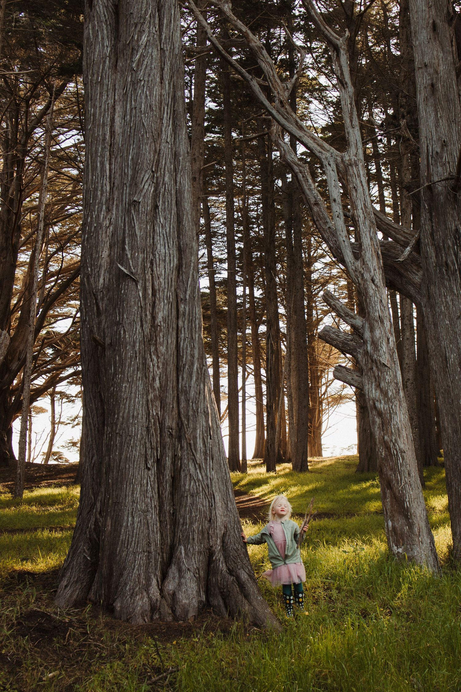 A small child stands among towering cypress trees in a sunlit forest with lush green grass.