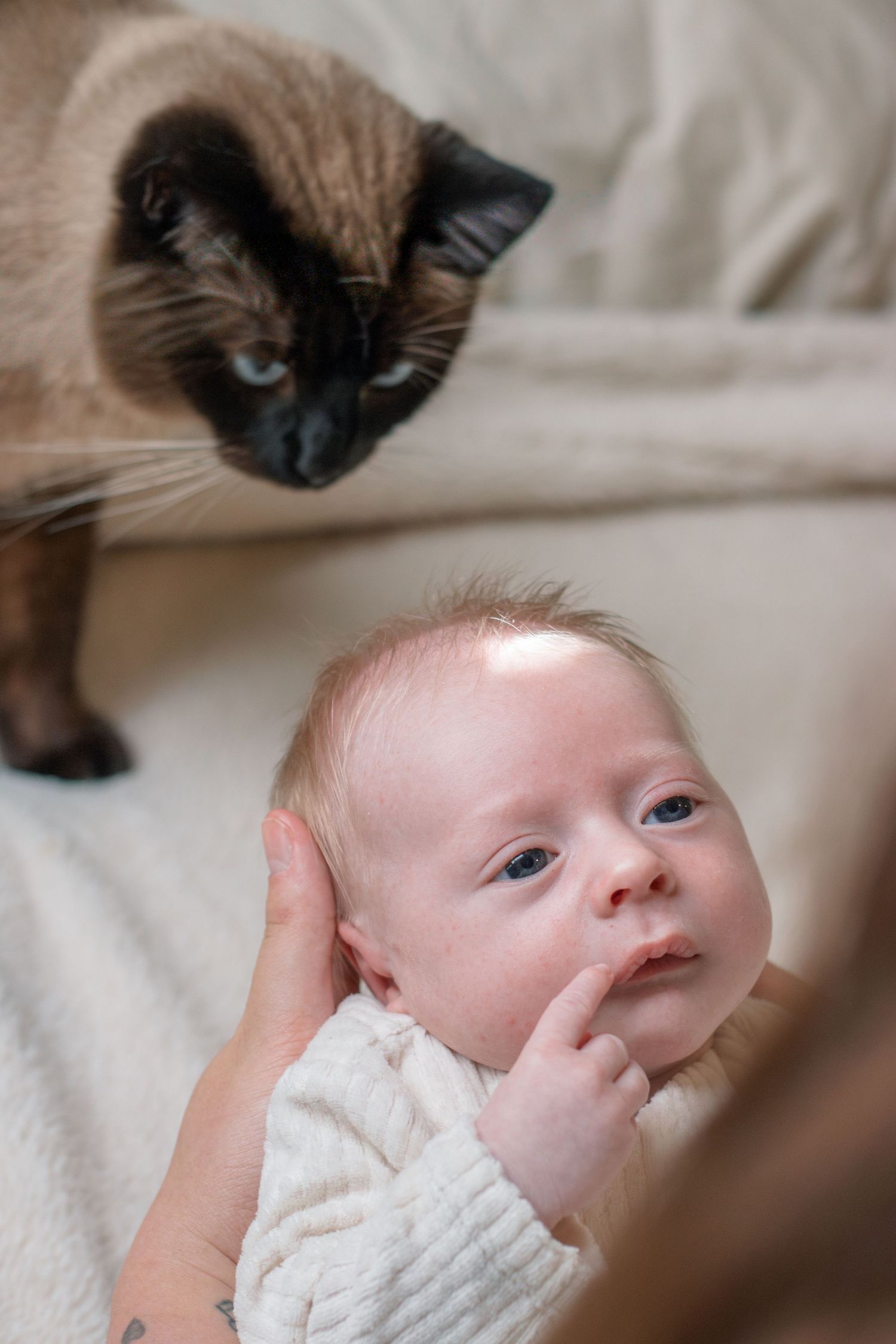 Pasgeboren baby met kat tijdens een newbornshoot in Zuid-Holland.