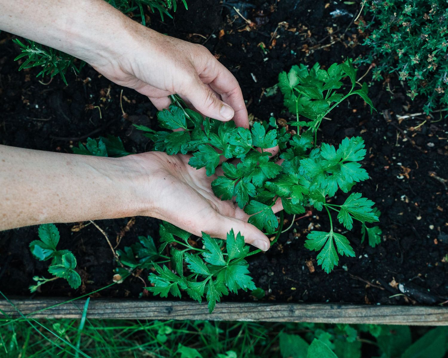 woman picking coriander from her vegetable garden in Stockholm Sweden for a commercial food photography shoot