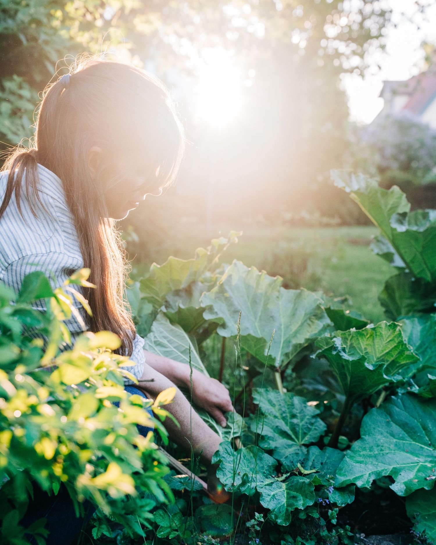 woman picking rhubarb from her garden at golden hour for a commercial cook book food photography shoot in Stockholm, Sweden
