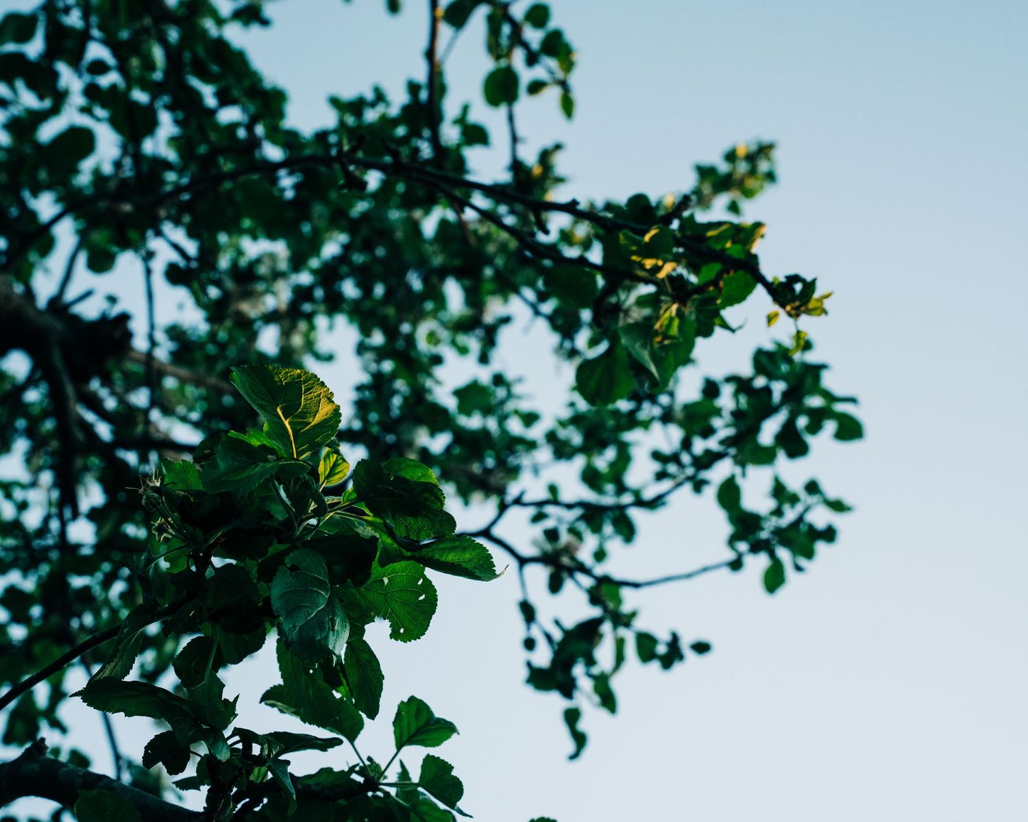 blue skies and a tree in a Swedish garden in Stockholm, as part of a lifestyle shoot in Stockholm, Sweden