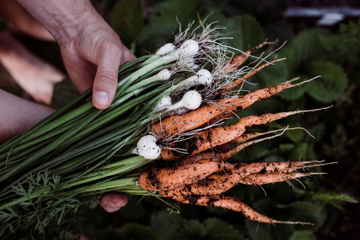 homegrown carrots and onions freshly picked from the ground ready for seasonal cooking for a food photography shoot in Stockholm Närproducer