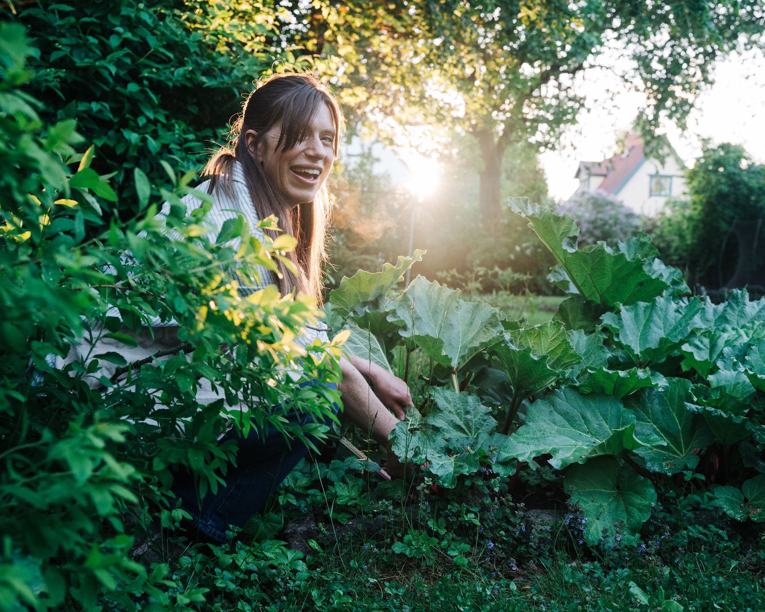 Woman picking rhubarb from her garden in Stockholm, Sweden for a commercial food photography shoot. Kommersiell matfotografering i Stockholm