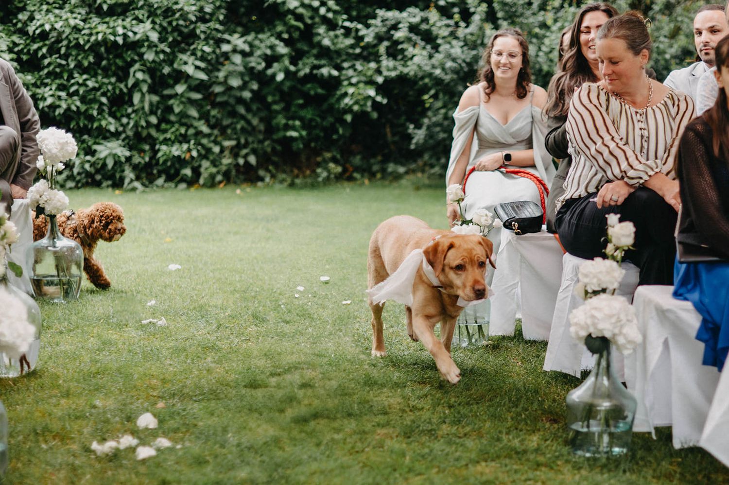 A group of people gathered outdoors on a sunny day for a casual celebration with dogs playing in the grass.