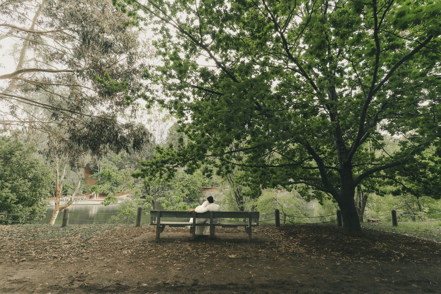 Person sitting alone on a bench under a large green tree in a peaceful park.