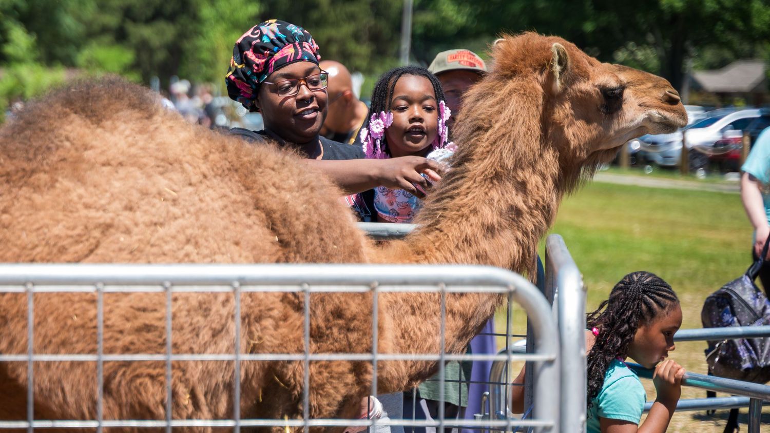 A family joyfully interacts with a camel at an outdoor petting zoo event on a sunny day.