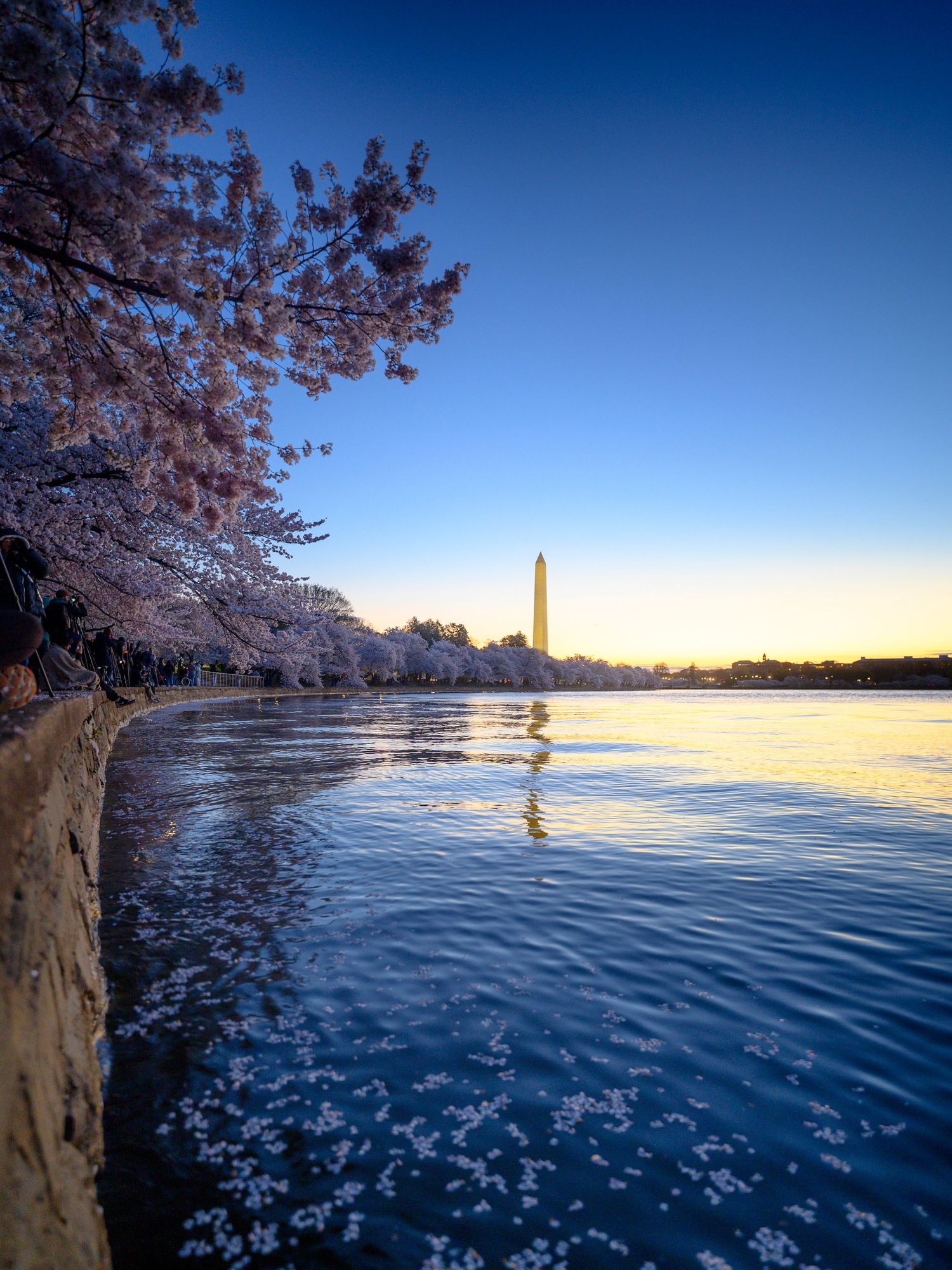 Washington Monument reflected in the Tidal Basin at sunrise with cherry blossoms in bloom.