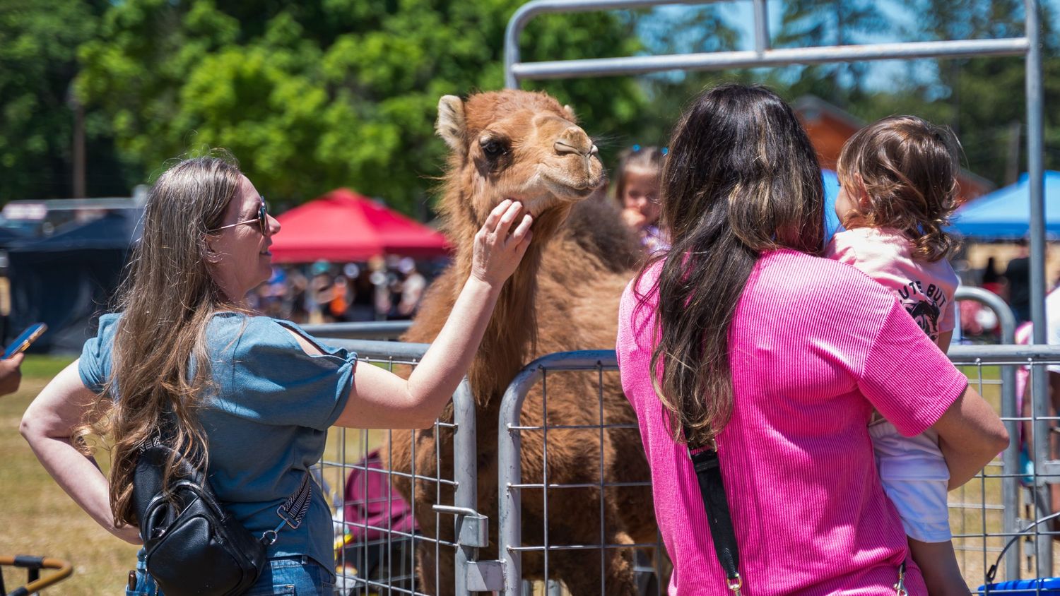 Visitors petting a camel at an outdoor petting zoo event on a sunny day.