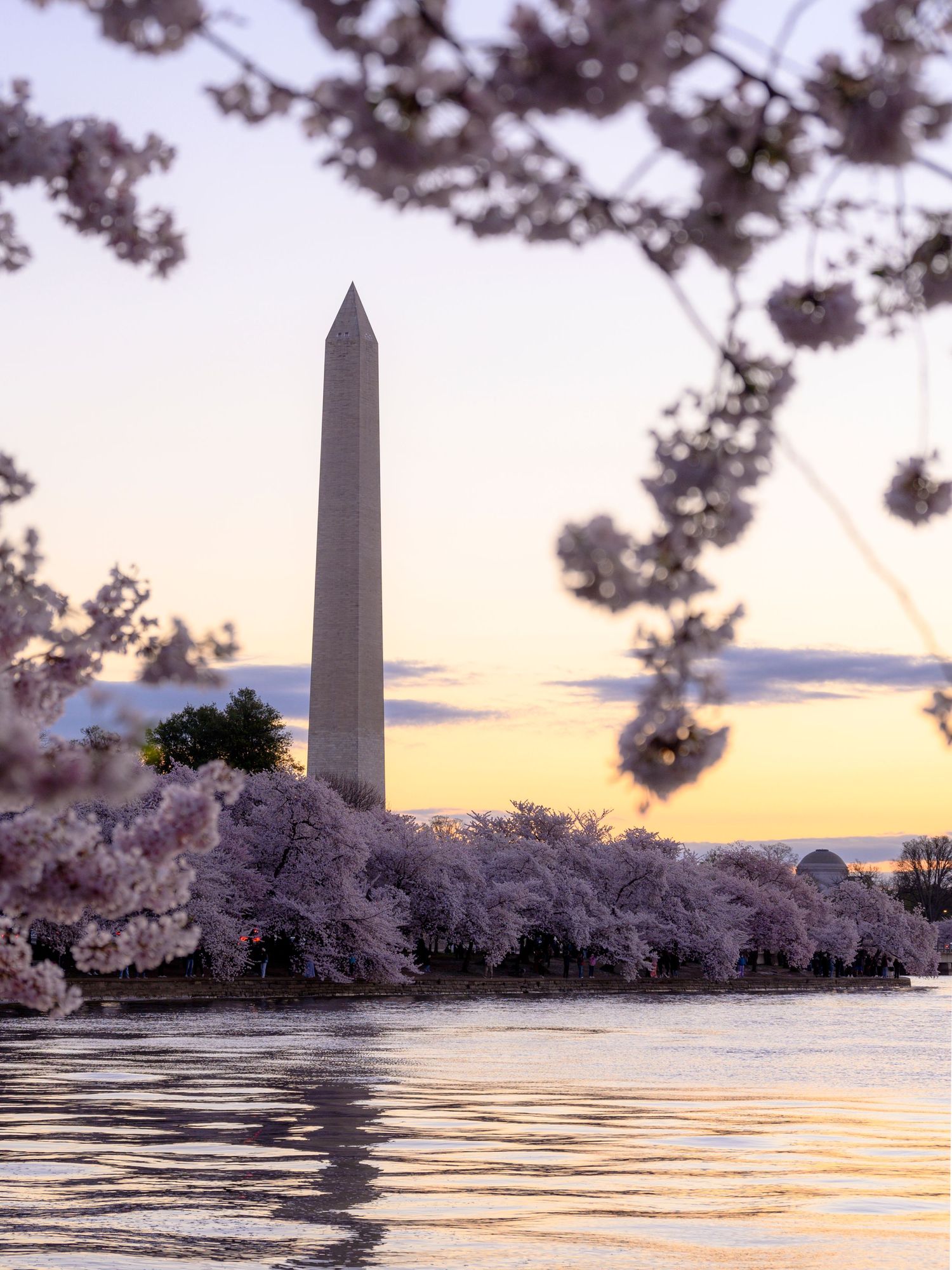 Washington Monument framed by pink cherry blossoms at sunset reflecting on the Tidal Basin in Washington DC.