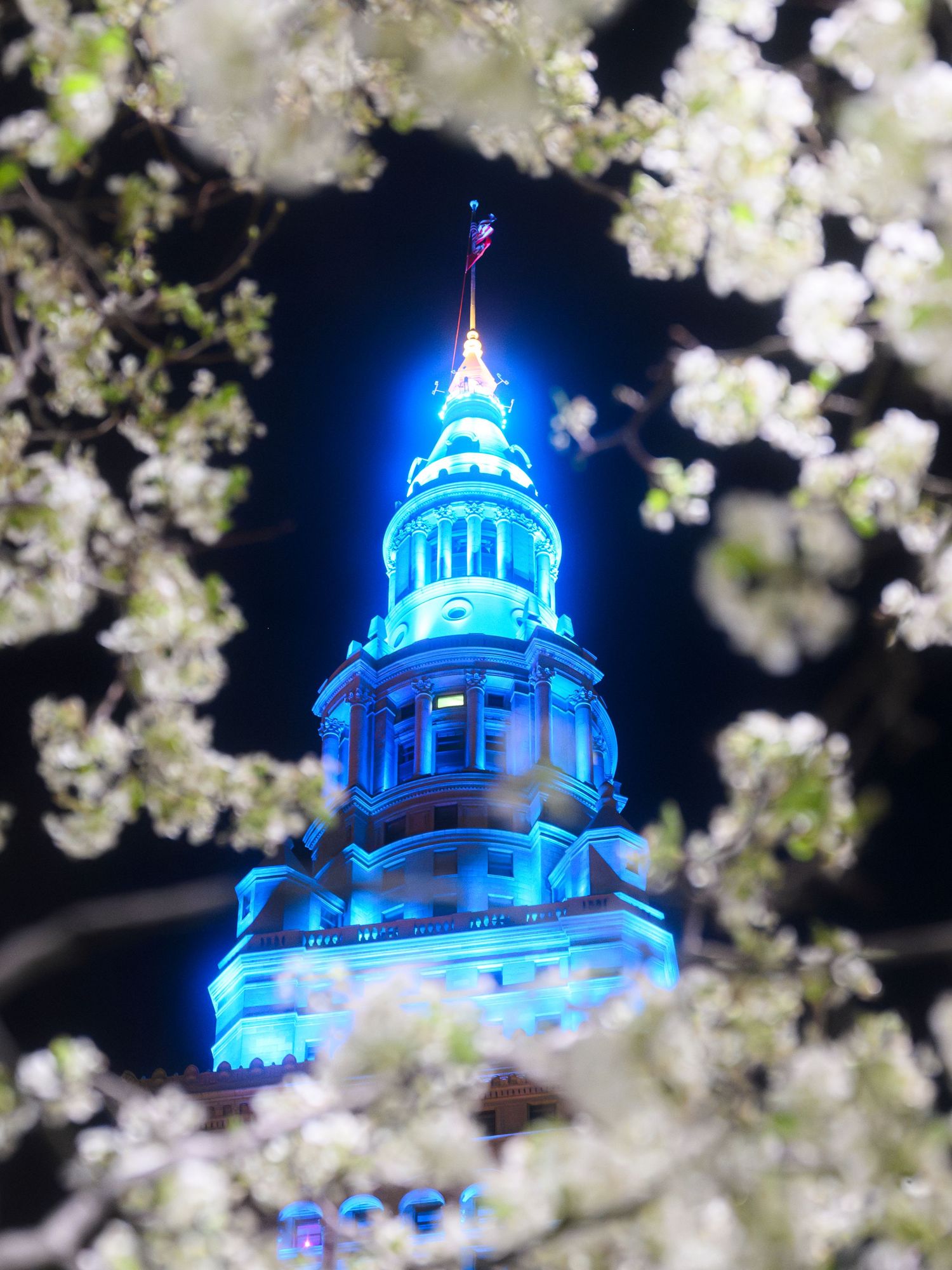 Blue-lit historic tower spire glowing at night framed by white cherry blossom branches in full bloom.