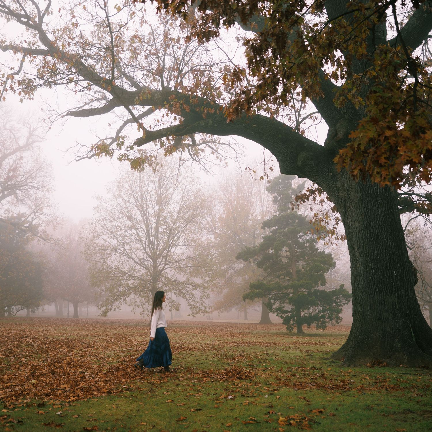 A misty autumn scene with a large oak tree and fallen leaves.