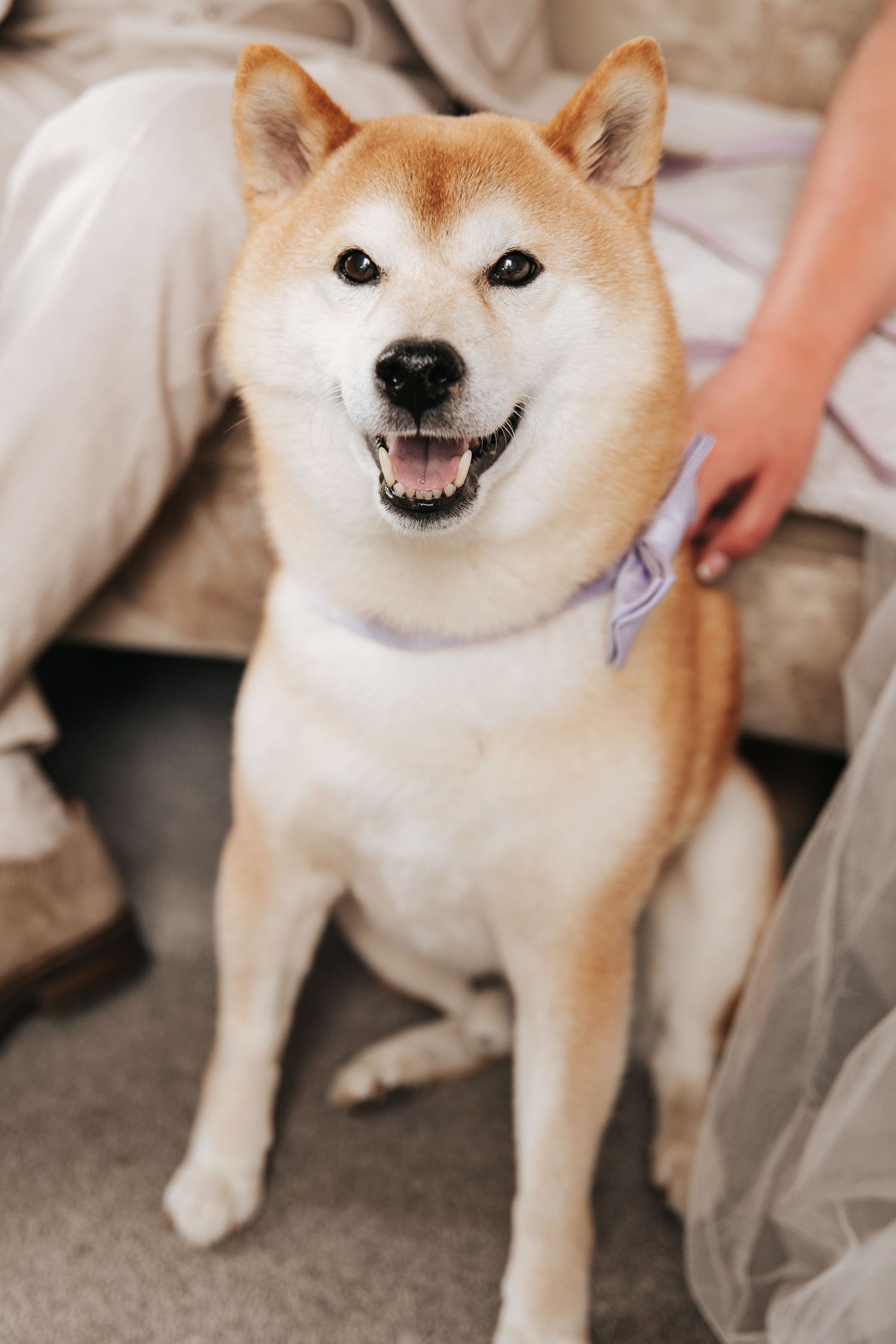 Happy Shiba Inu dog wearing a purple bow tie sitting on a couch while being petted at a wedding celebration.