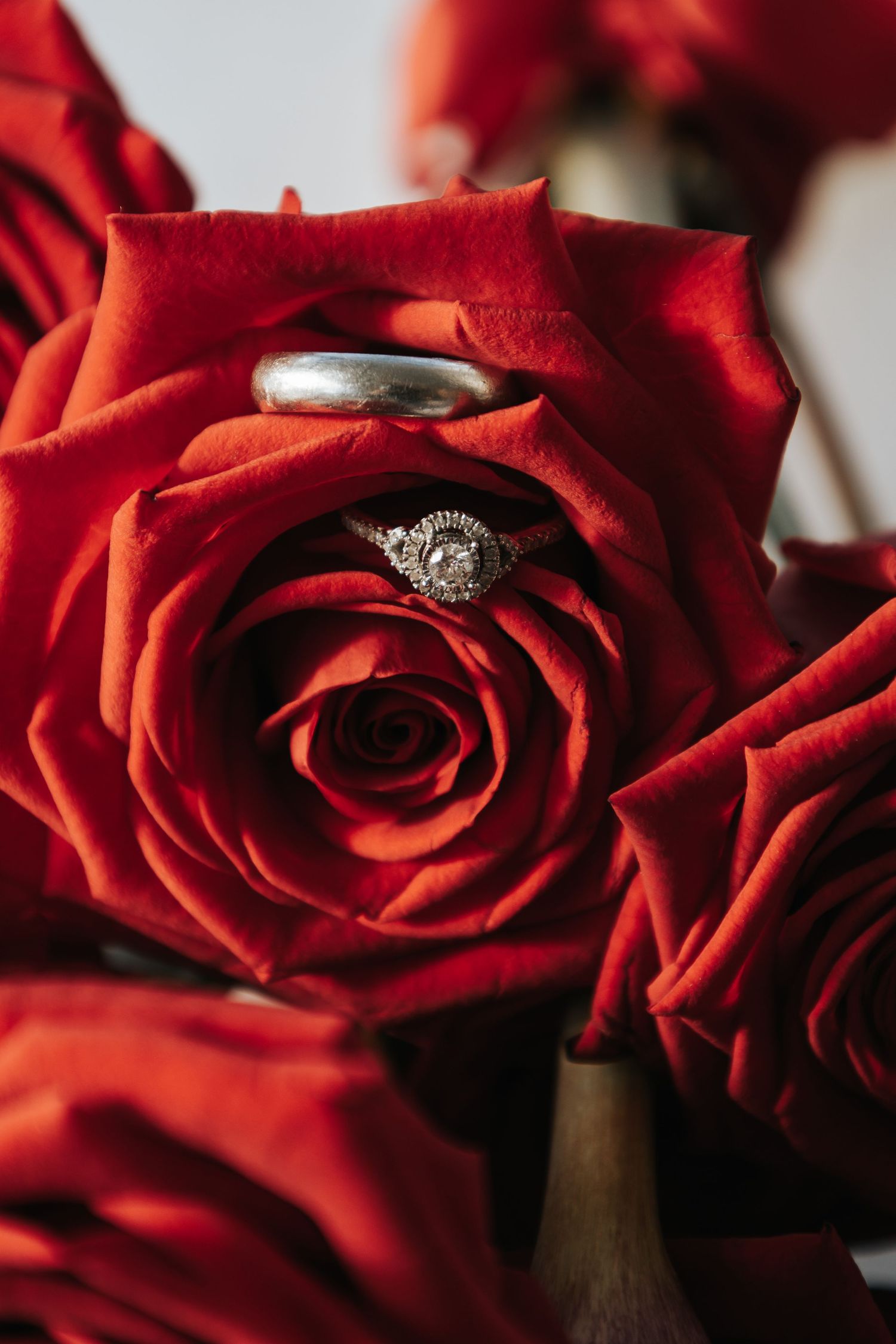 Diamond engagement ring and wedding band nestled in the petals of a vibrant red rose.