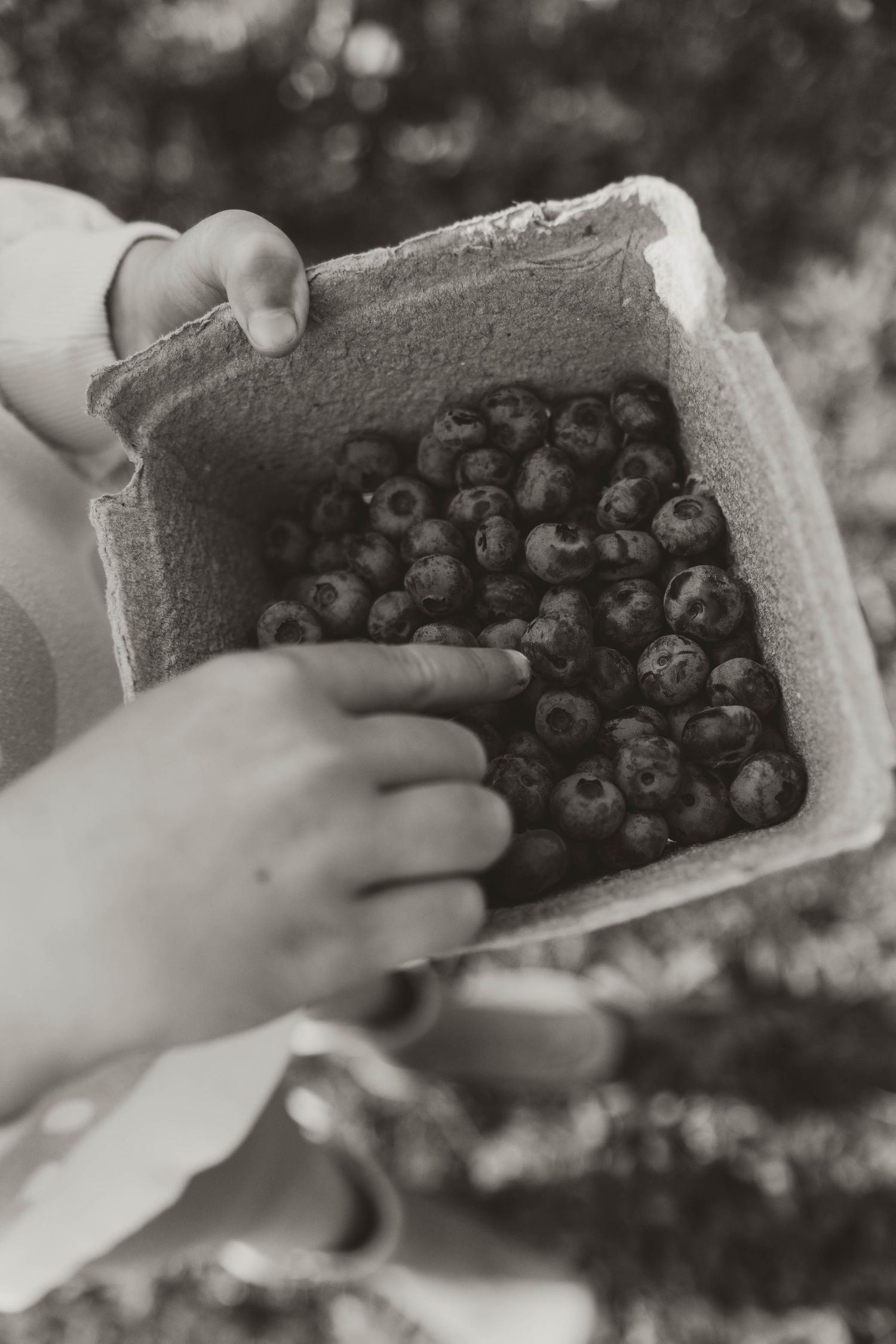 Hands holding a container filled with fresh blueberries in black and white.