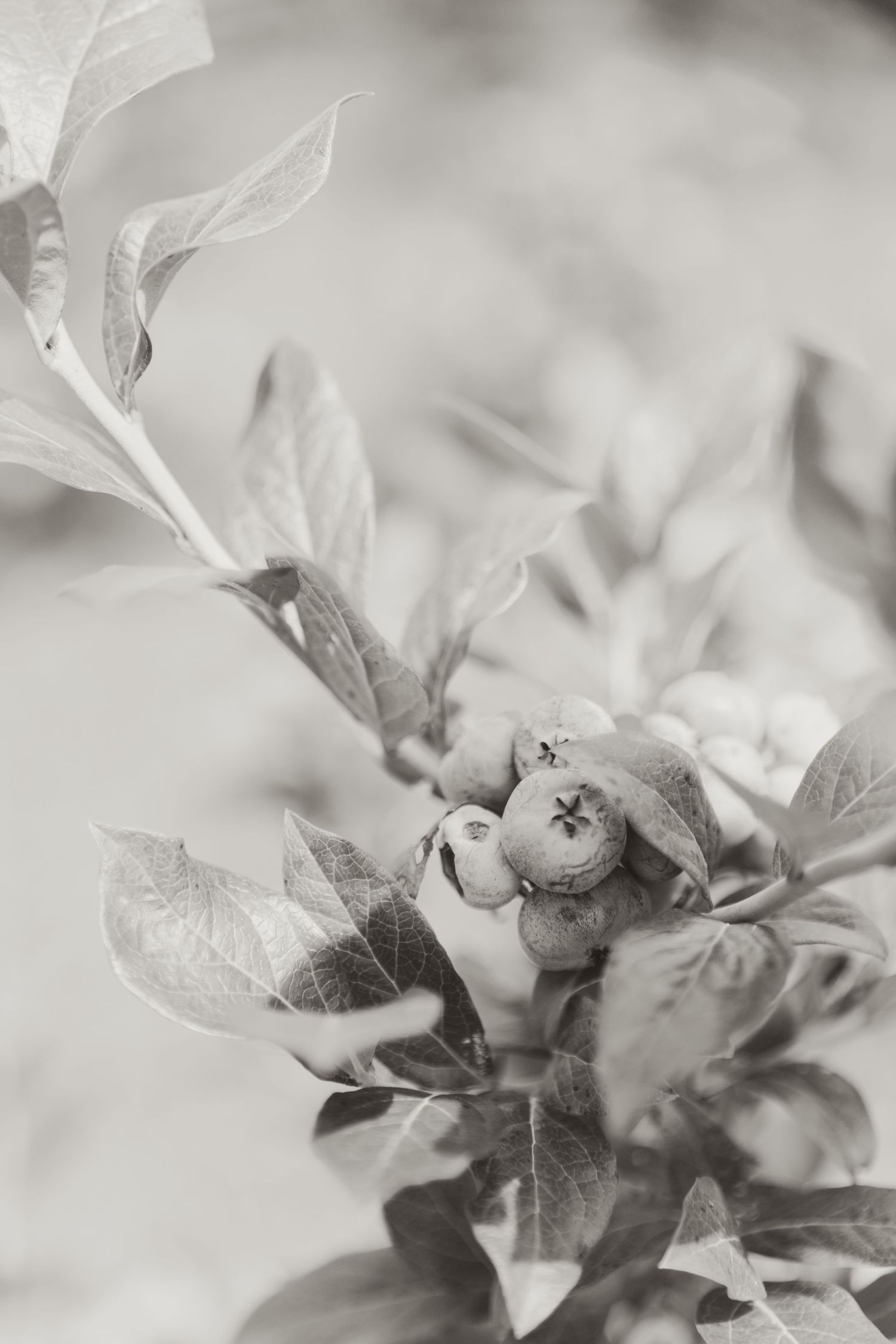 Delicate white flowers and leaves captured in soft black and white macro photography.