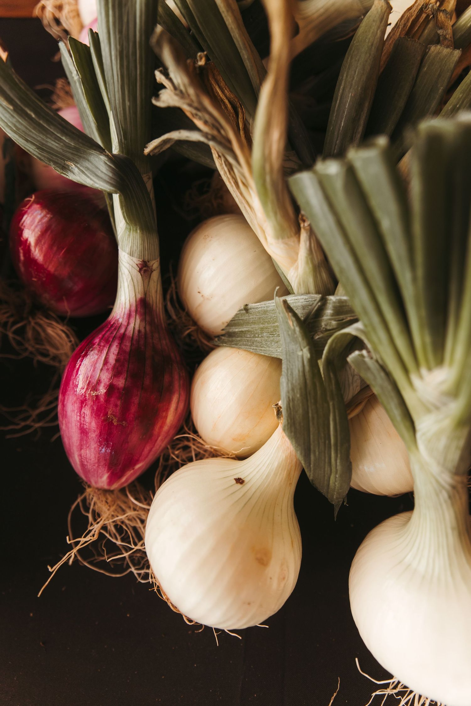 Fresh white and red onions arranged in a row against a dark background.