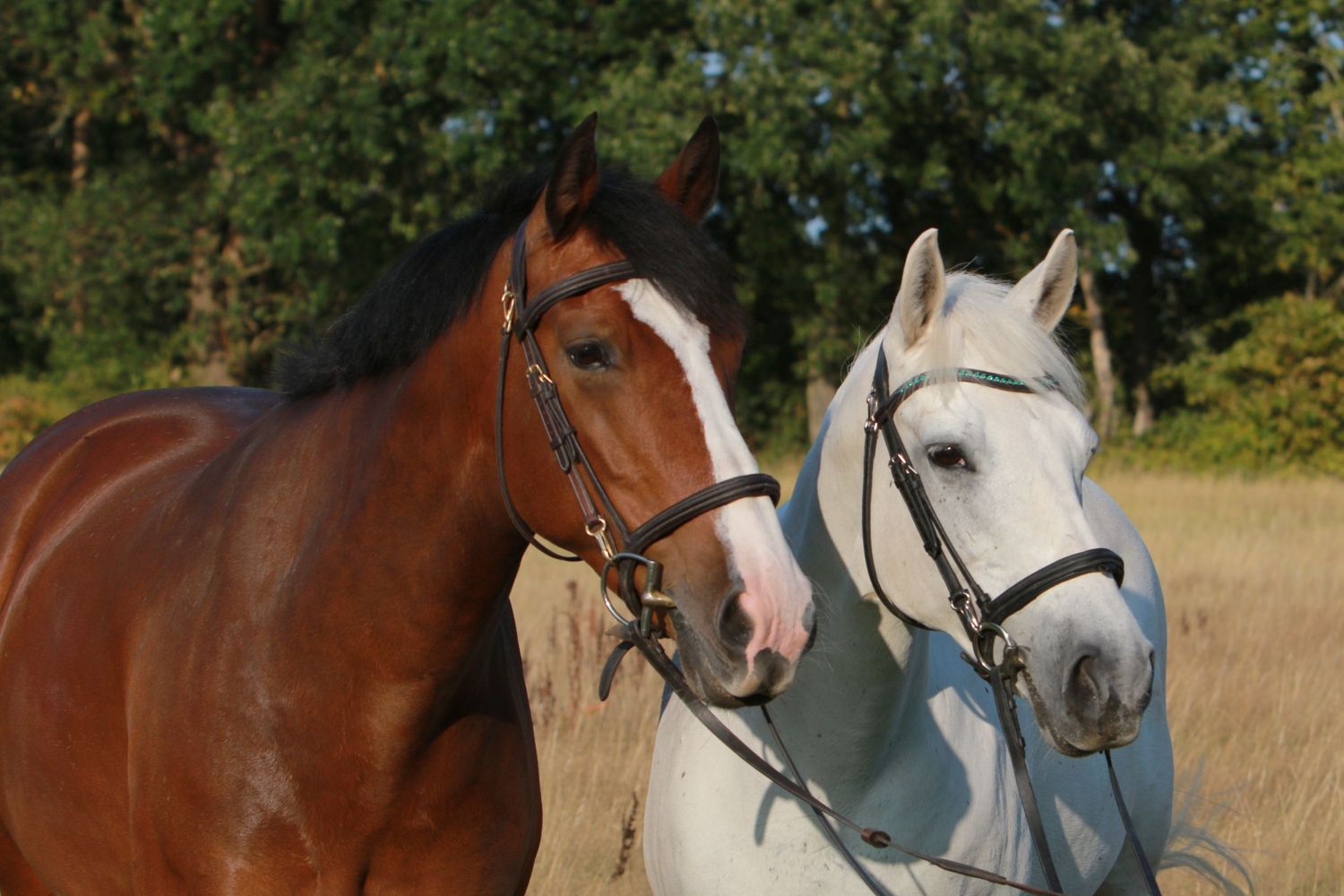 Two horses portraiture photography