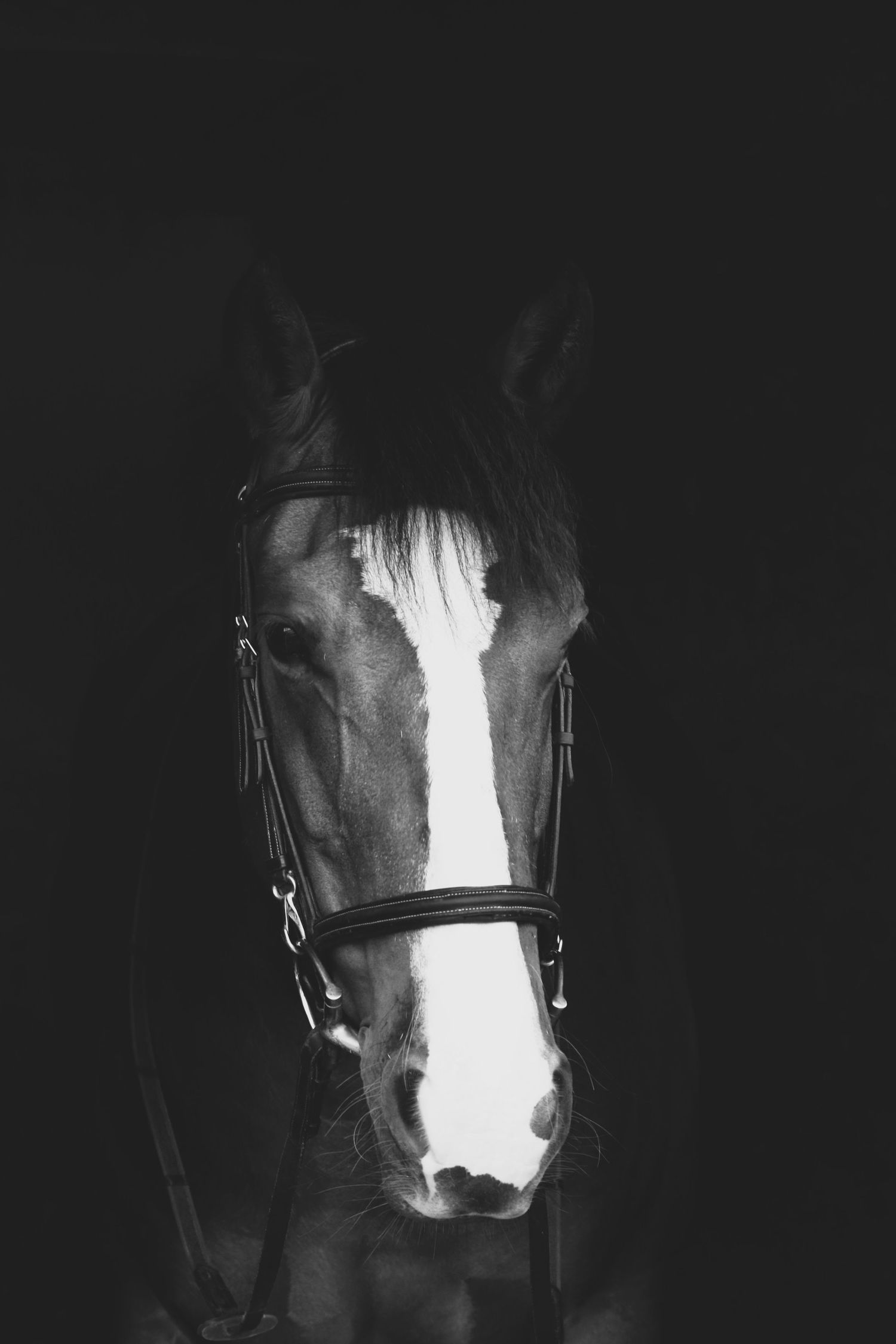 Black and white horse portraiture photography