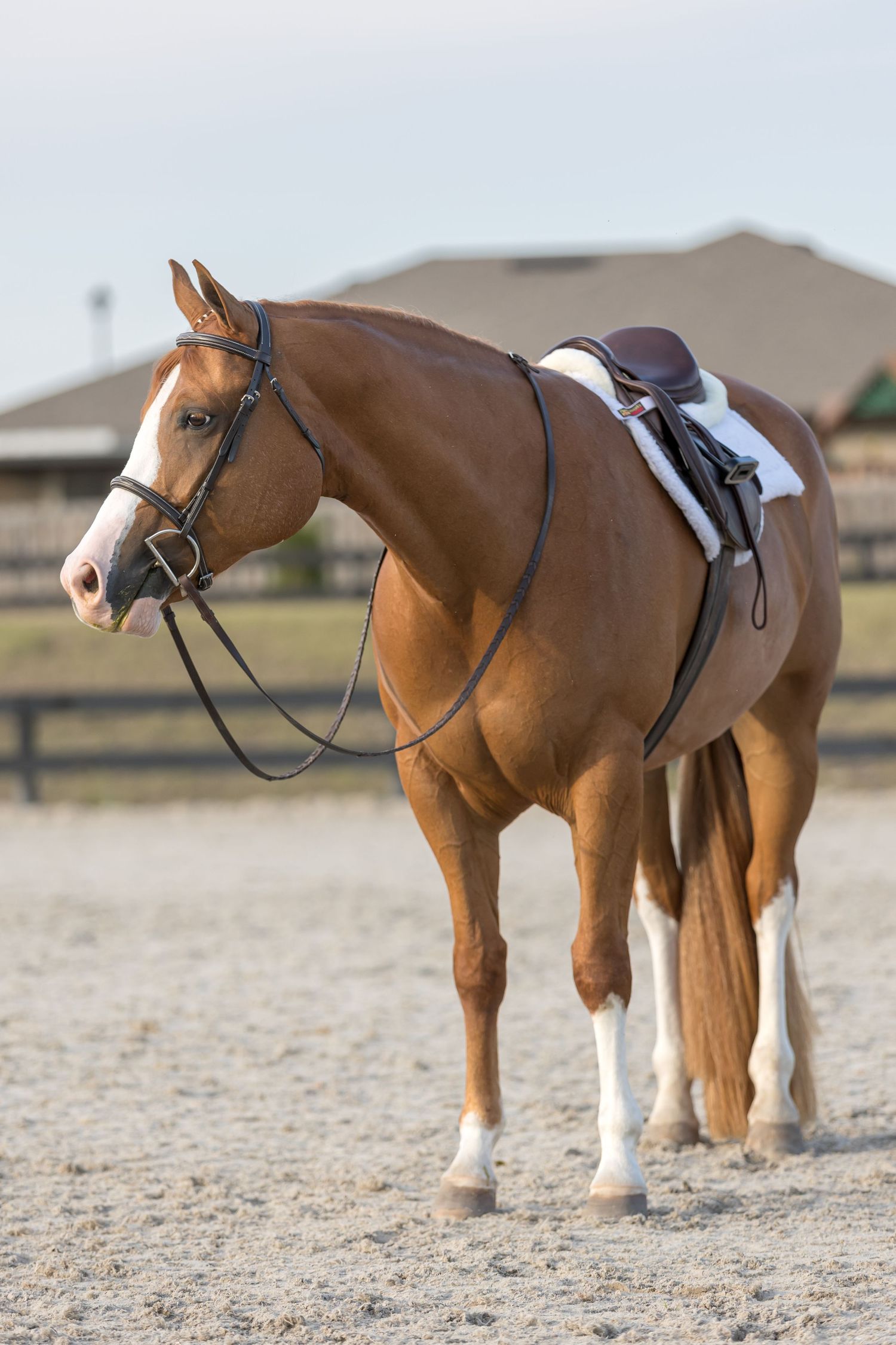 A sorrel horse with English saddle and bridle standing in an arena at the Alachua County agricultural and equestrian center for sale images
