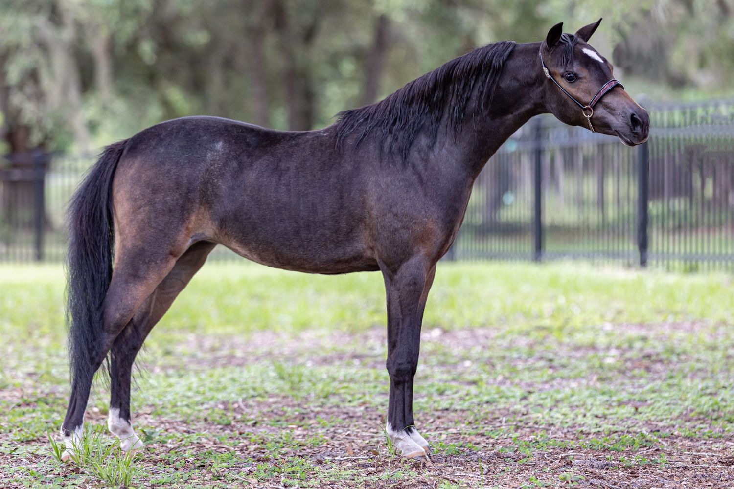 miniature  horse standing in grass with oak trees for conformation portrait session with Keli Wakeley in north Florida.