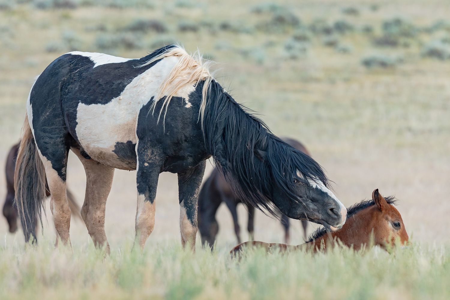 Washakie with foal was an iconic, wild, and dominant black and white paint mustang stallion in the McCullough Peaks Herd Area in Wyoming