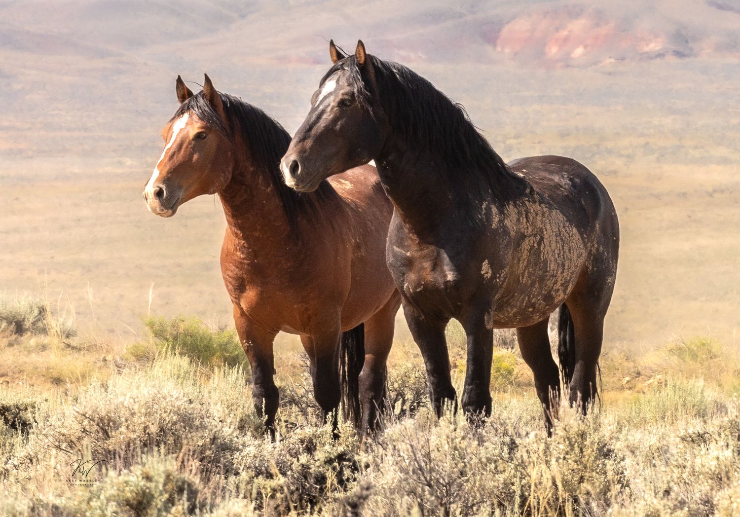 Two wild mustang horses graze together on a grassy hillside during golden hour in Utah. Prints available at Keli Wakeley Photography.