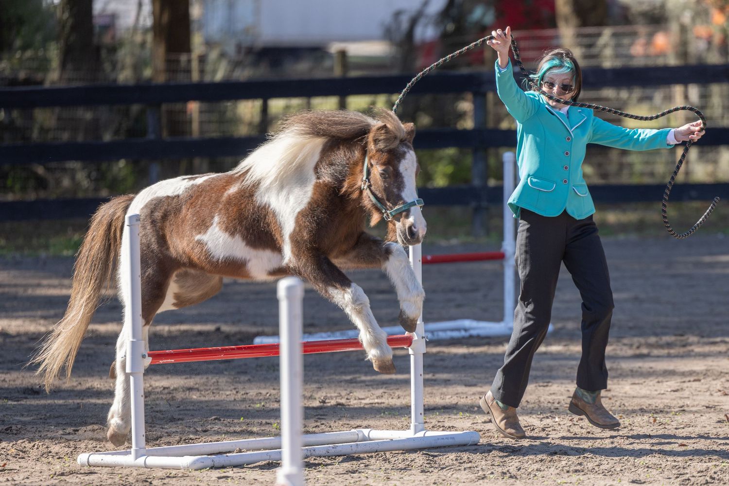 Paint Miniature horse navigating jump during at the ponies and palms miniature horse show at the Sparr arena in Sparr Florida.