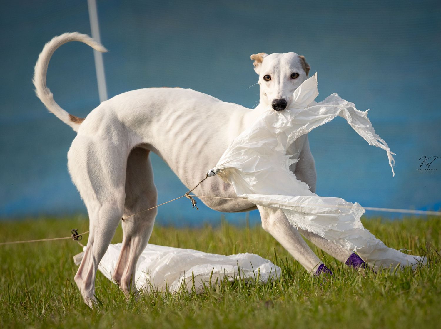 White whippet playing with target during fast cat agility competition at the FCRSA show at WEC Ocala 2024. Keli Wakeley Photography OP