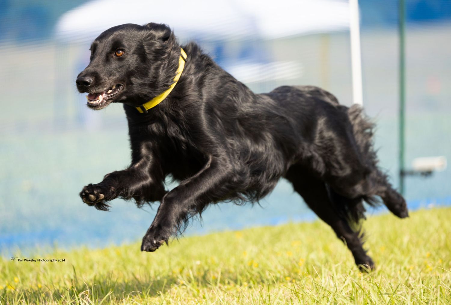 flat coated retriever  running fastcat at the FCRSA agility competition at the world equestrian center 2024. Keli Wakeley Photography