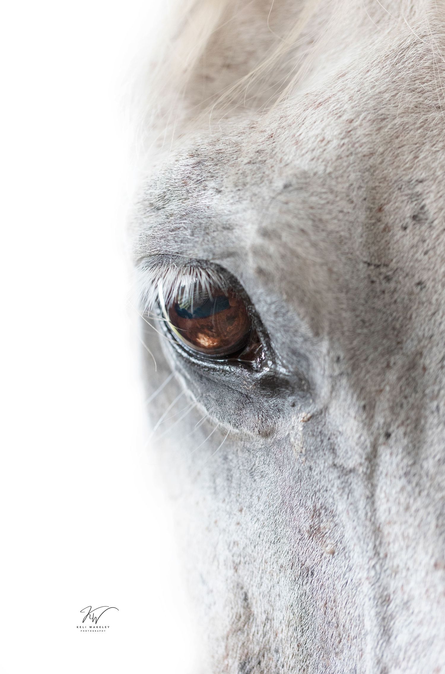 Close-up artistic shots of a gray horse's eyes showing detail and expression.