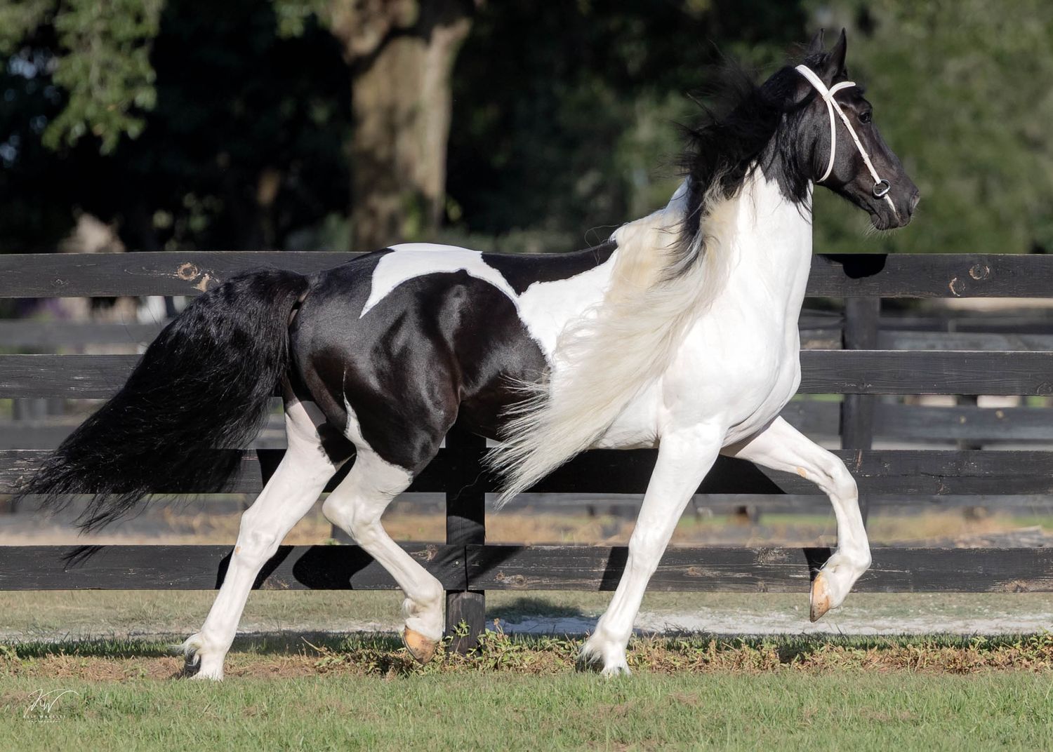 Black and white barock pinto horse stallion galloping across a grassy field with hooves in motion showing graceful movement at liberty.