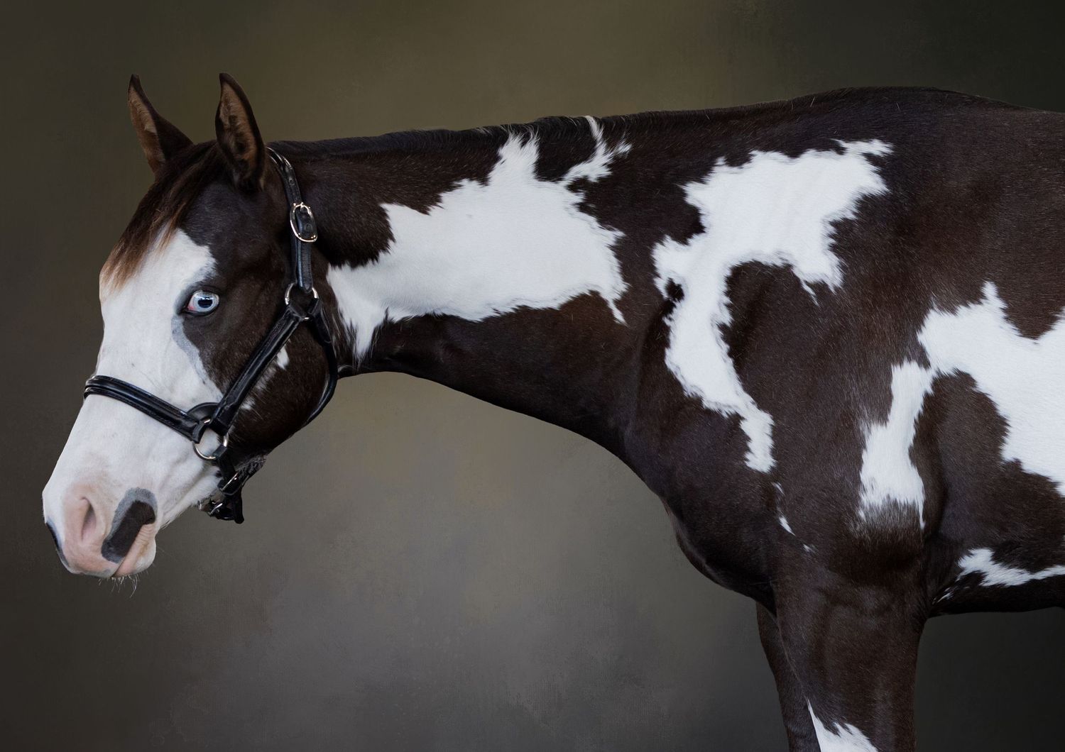 Black and white APHA horse photographed against dark background showing profile view taken at the Florida color horse club show in Alachua.